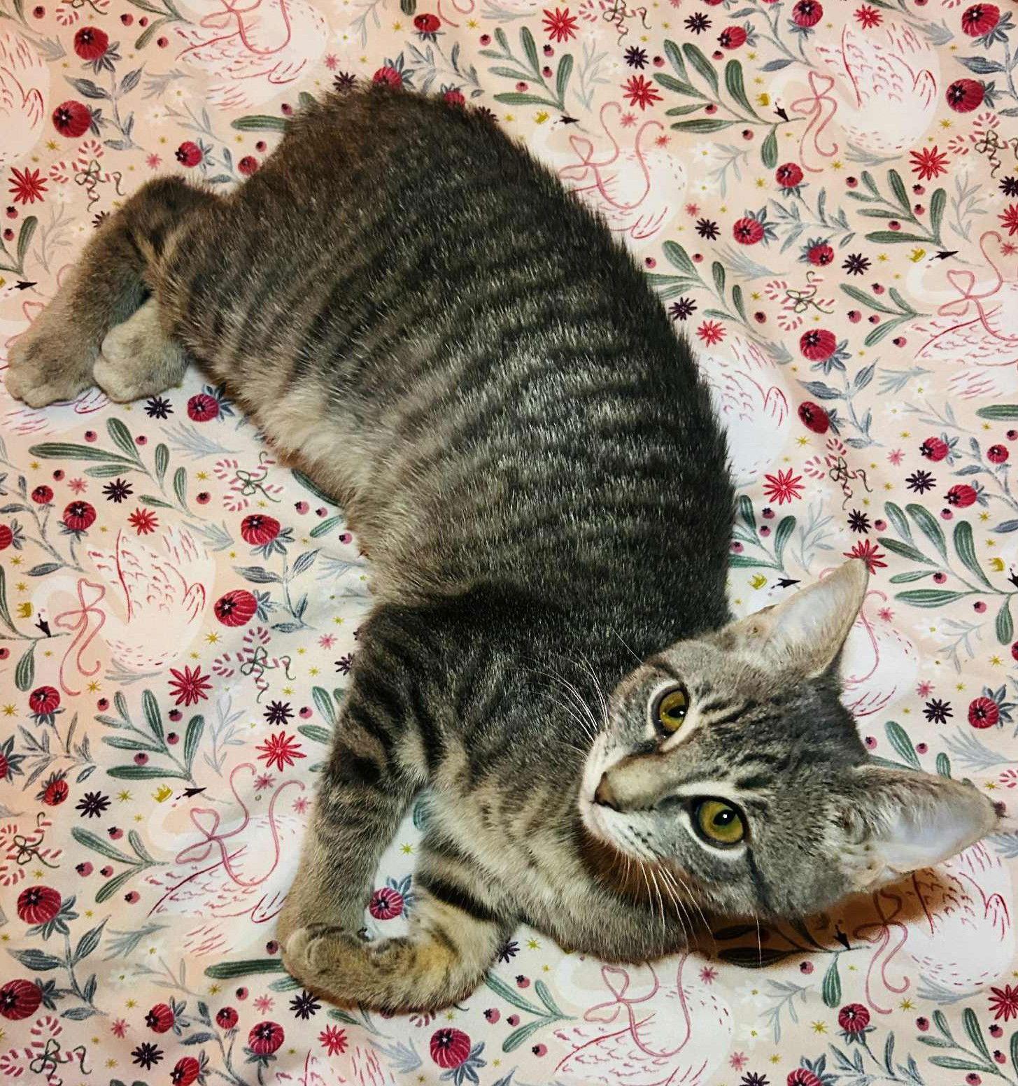 Trout, a Adoptable Domestic Short Hair in Dalzell, IL image 2/3