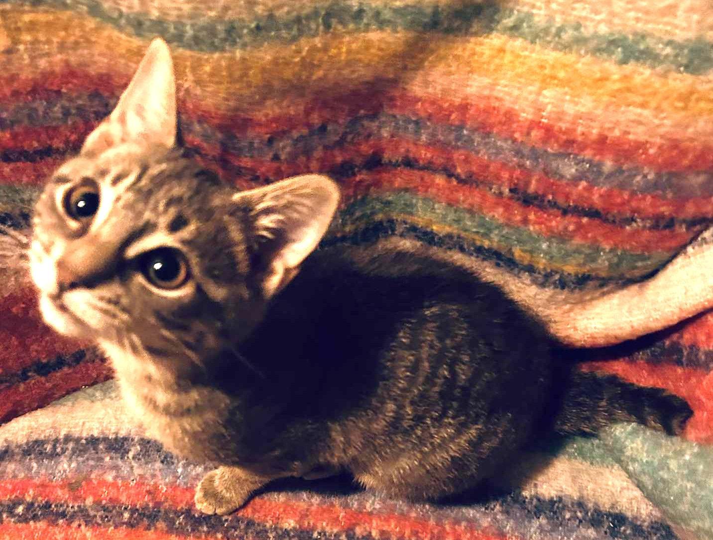 Trout, a Adoptable Domestic Short Hair in Dalzell, IL image 3/3