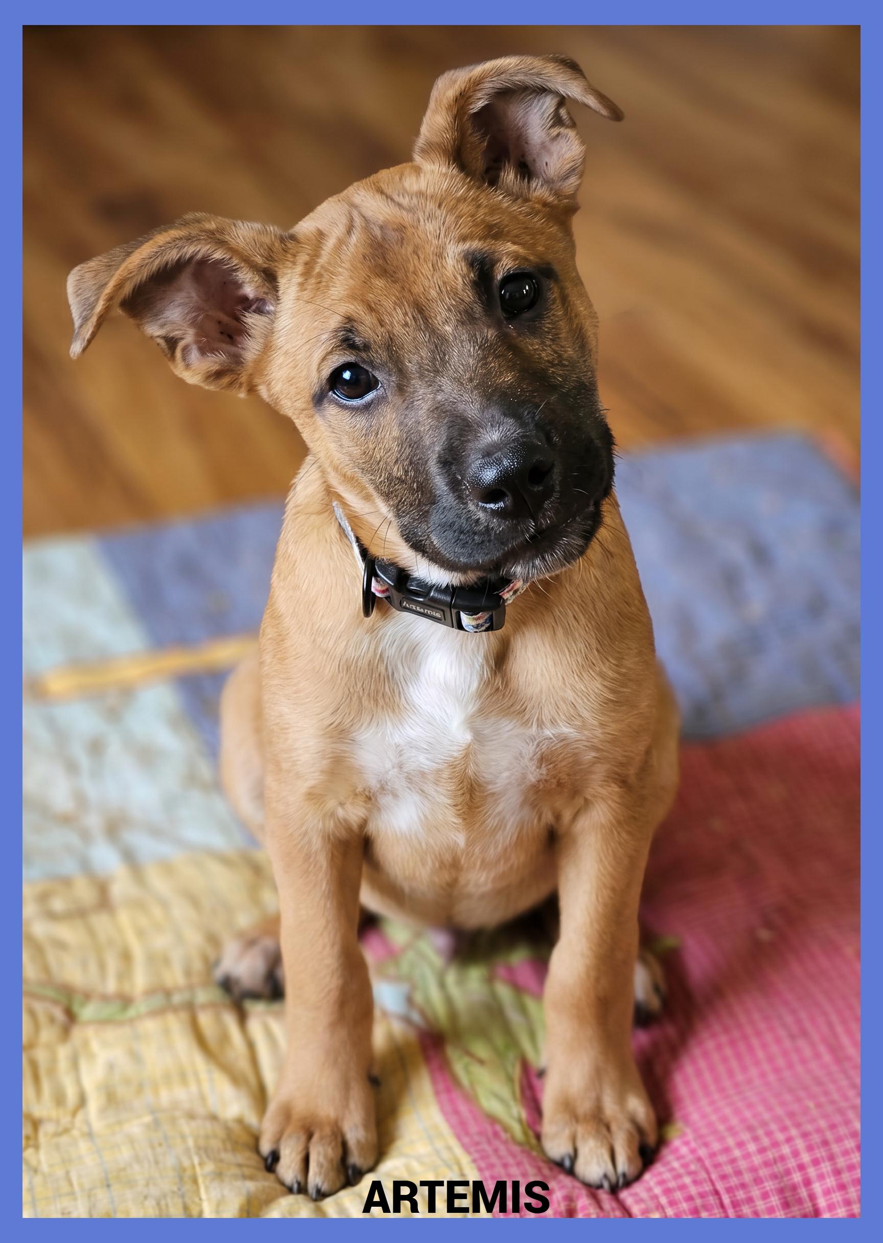 Enlarge Artemis, an adopted mixed breed in Granbury, TX image 1/1