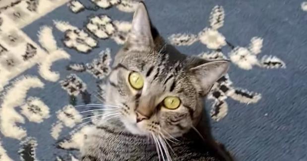 Spencer, Adoptable, Adult Male Domestic Short Hair.