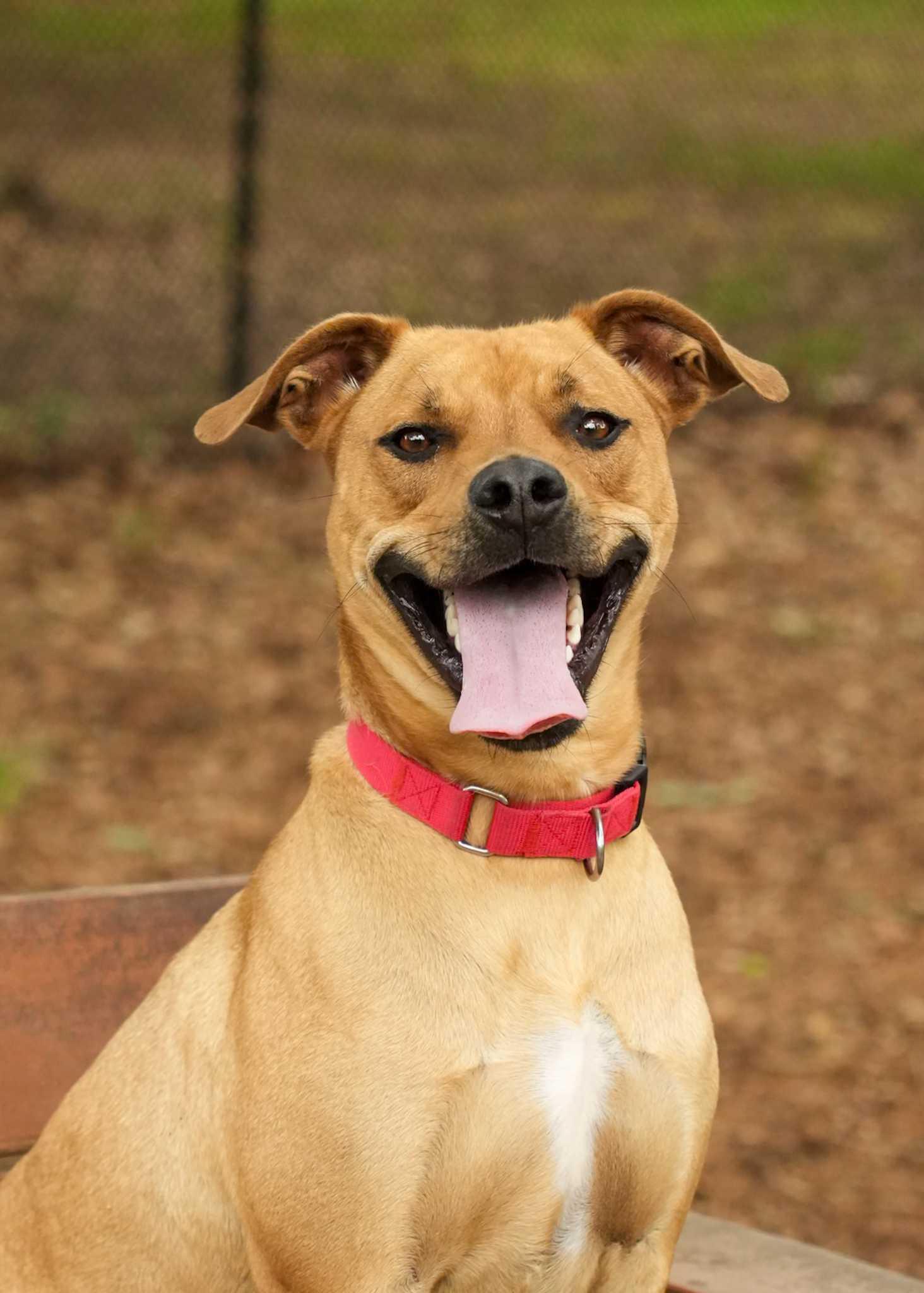 Noble 56961, Adoptable, Adult Male Mixed Breed & Mixed Breed.