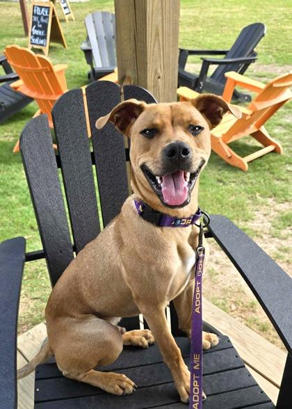 Enlarge Noble 56961, a Adoptable Mixed Breed in Aiken, SC image 1/2