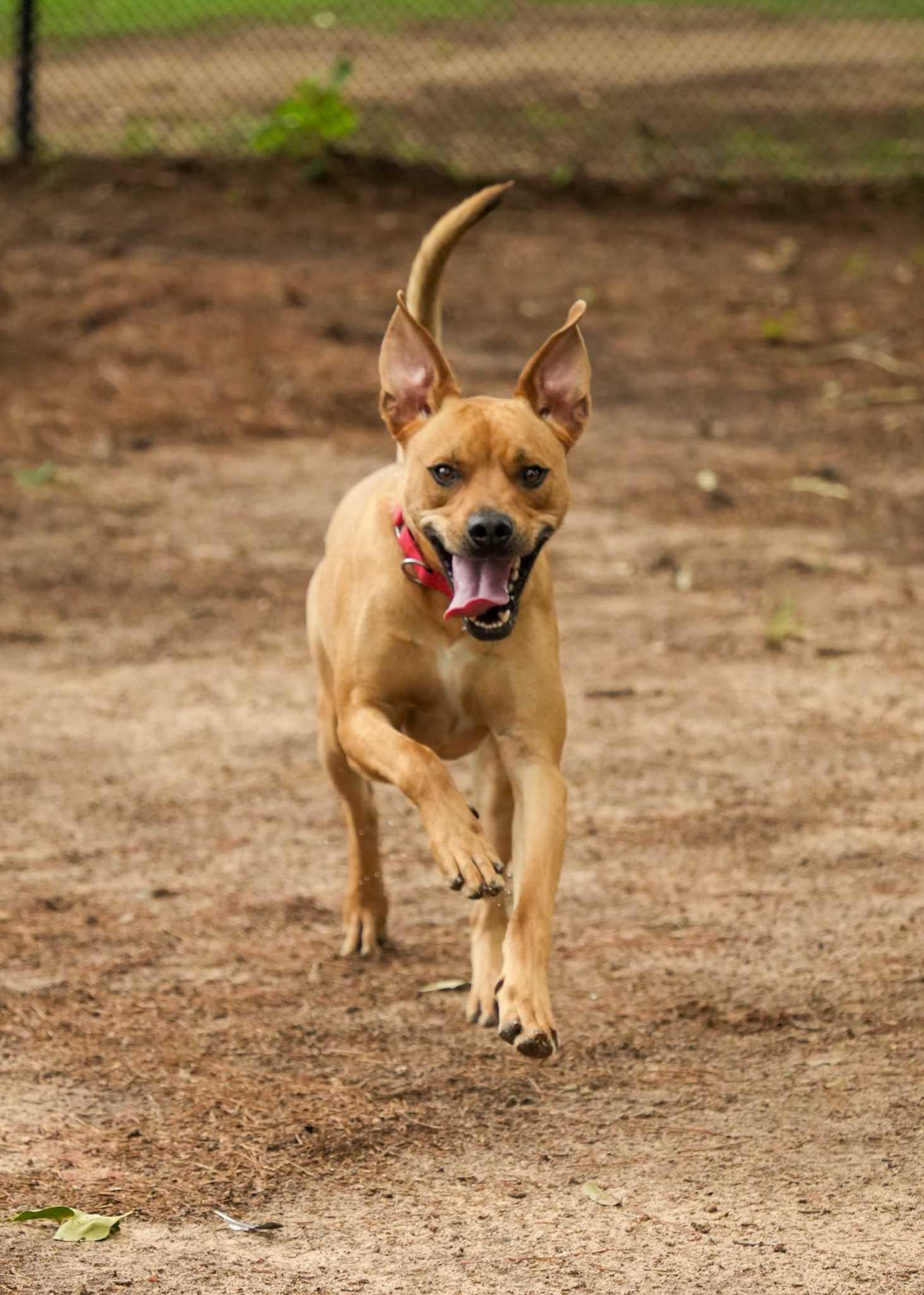 Noble 56961, a Adoptable Mixed Breed in Aiken, SC image 3/6