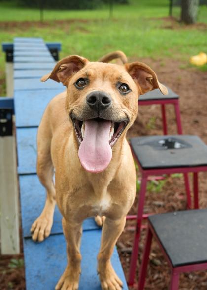 Noble 56961, Adoptable, Adult Male Mixed Breed & Mixed Breed.