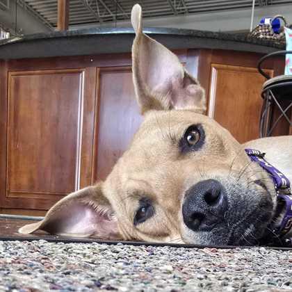 Enlarge Noble 56961, a Adoptable Mixed Breed in Aiken, SC image 2/2