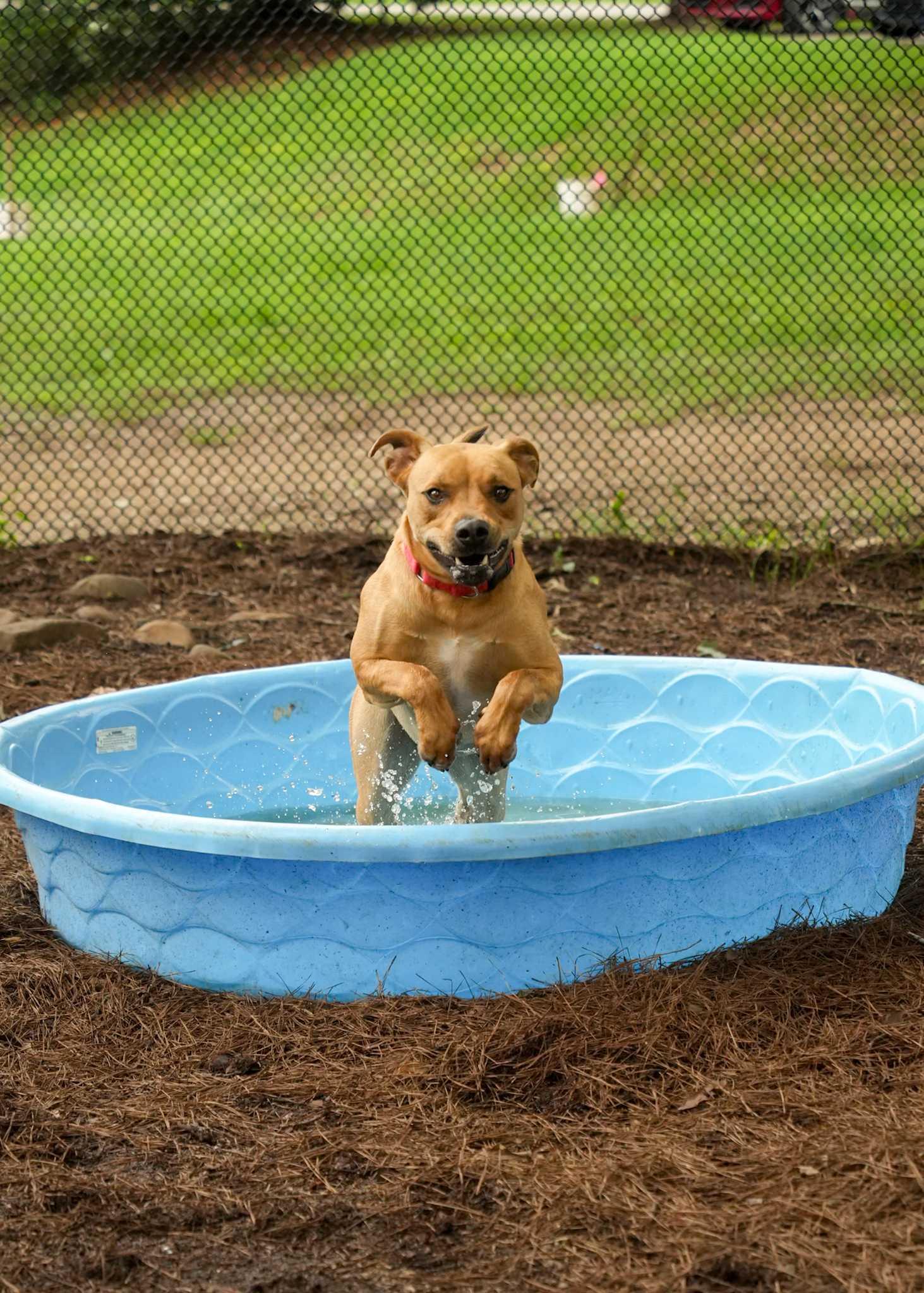 Noble 56961, a Adoptable Mixed Breed in Aiken, SC image 2/6