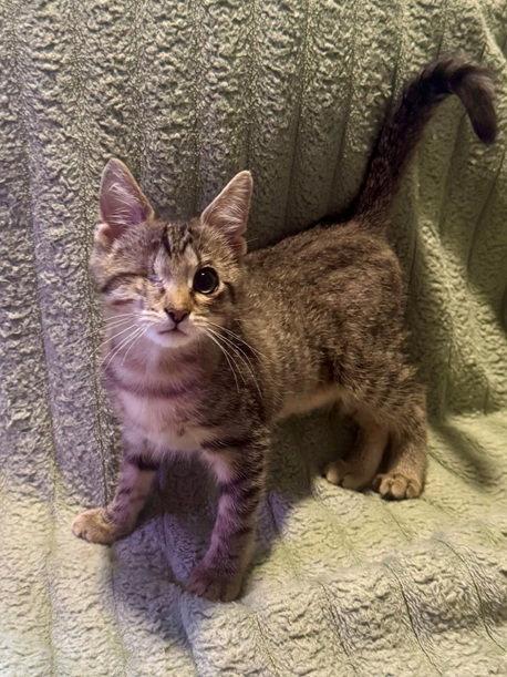 Klein, a Adoptable Domestic Short Hair in Nashville, TN image 1/3