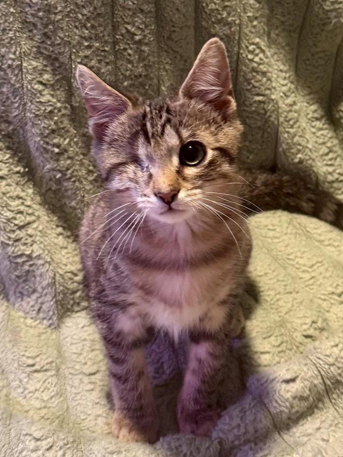 Klein, a Adoptable Domestic Short Hair in Nashville, TN image 2/3