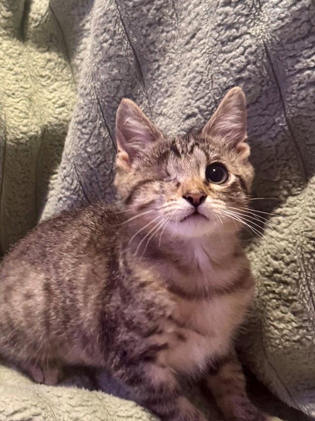 Klein, a Adoptable Domestic Short Hair in Nashville, TN image 3/3