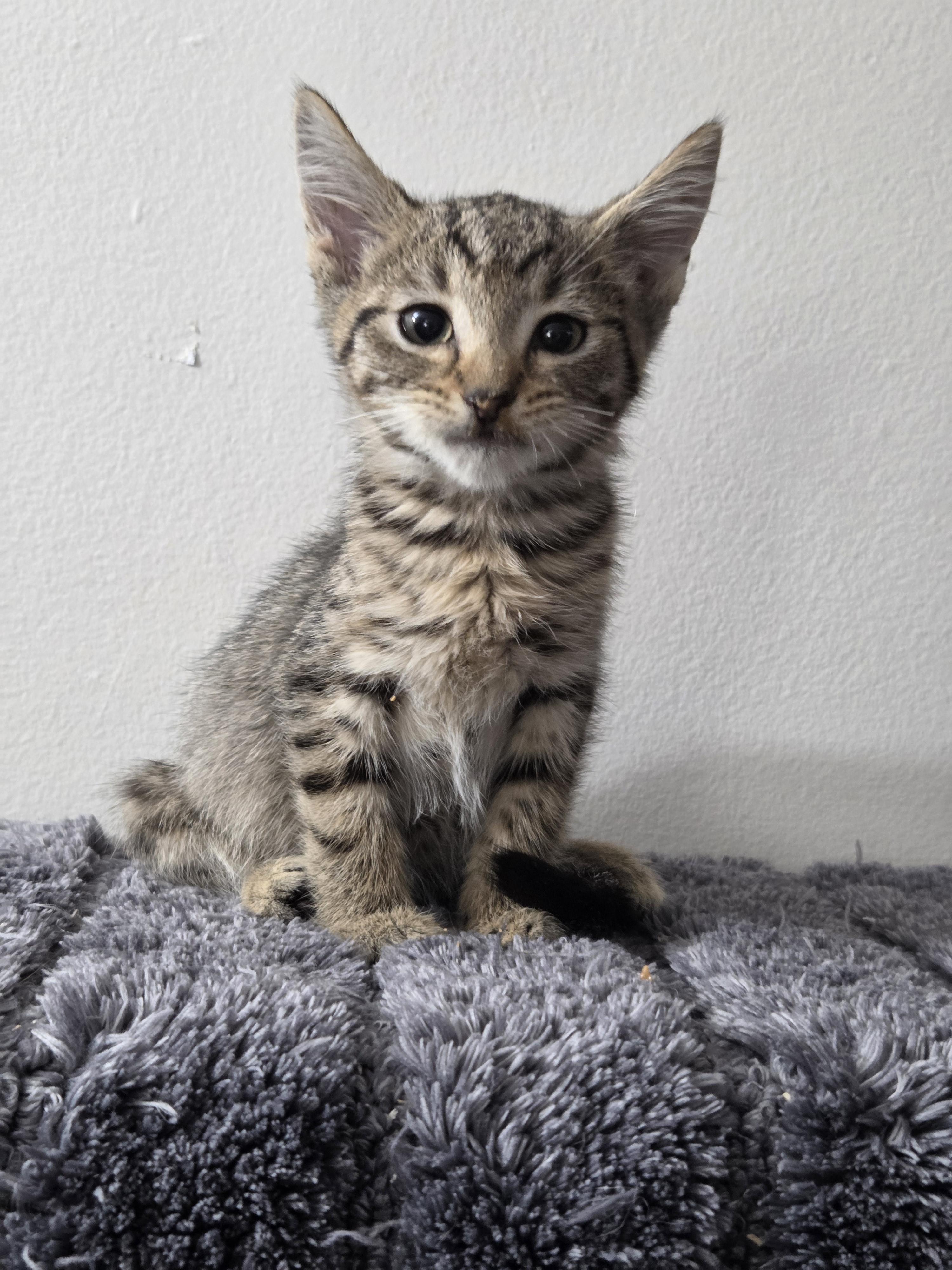 Pre-Adoption: Scrappy