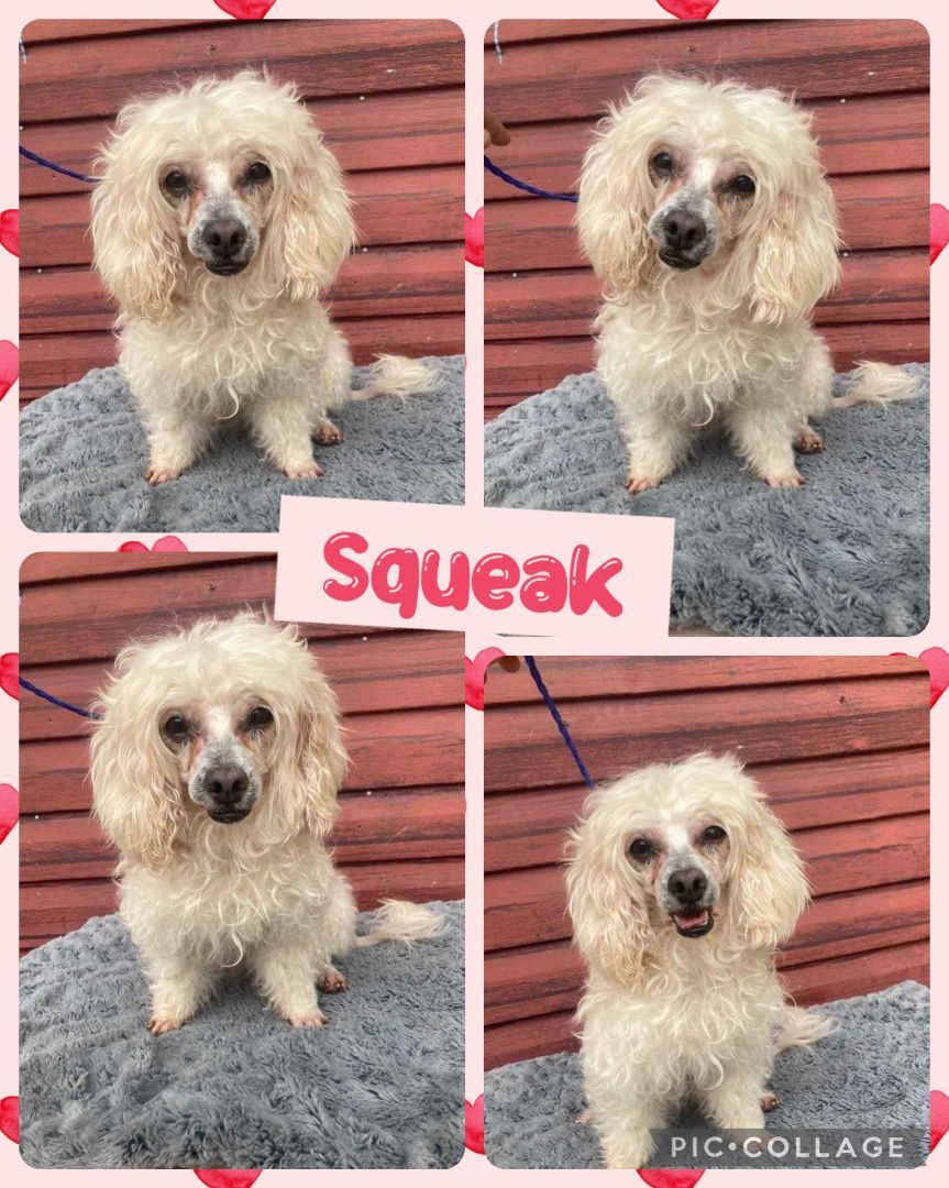 Squeak, Adopted, Adult Male Miniature Poodle.