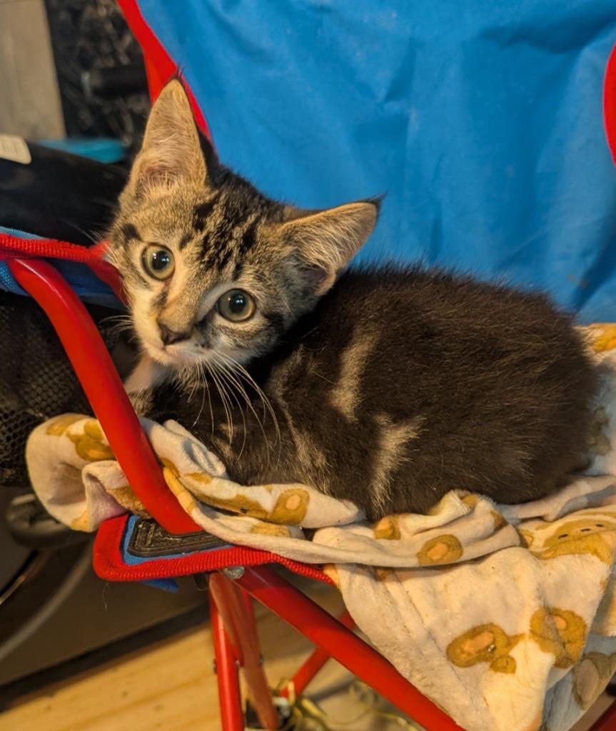 Peewee, a Adoptable mixed breed in Fort Oglethorpe, GA image 2/3