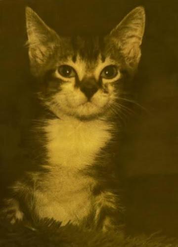 Peewee, a Adoptable mixed breed in Fort Oglethorpe, GA image 3/3