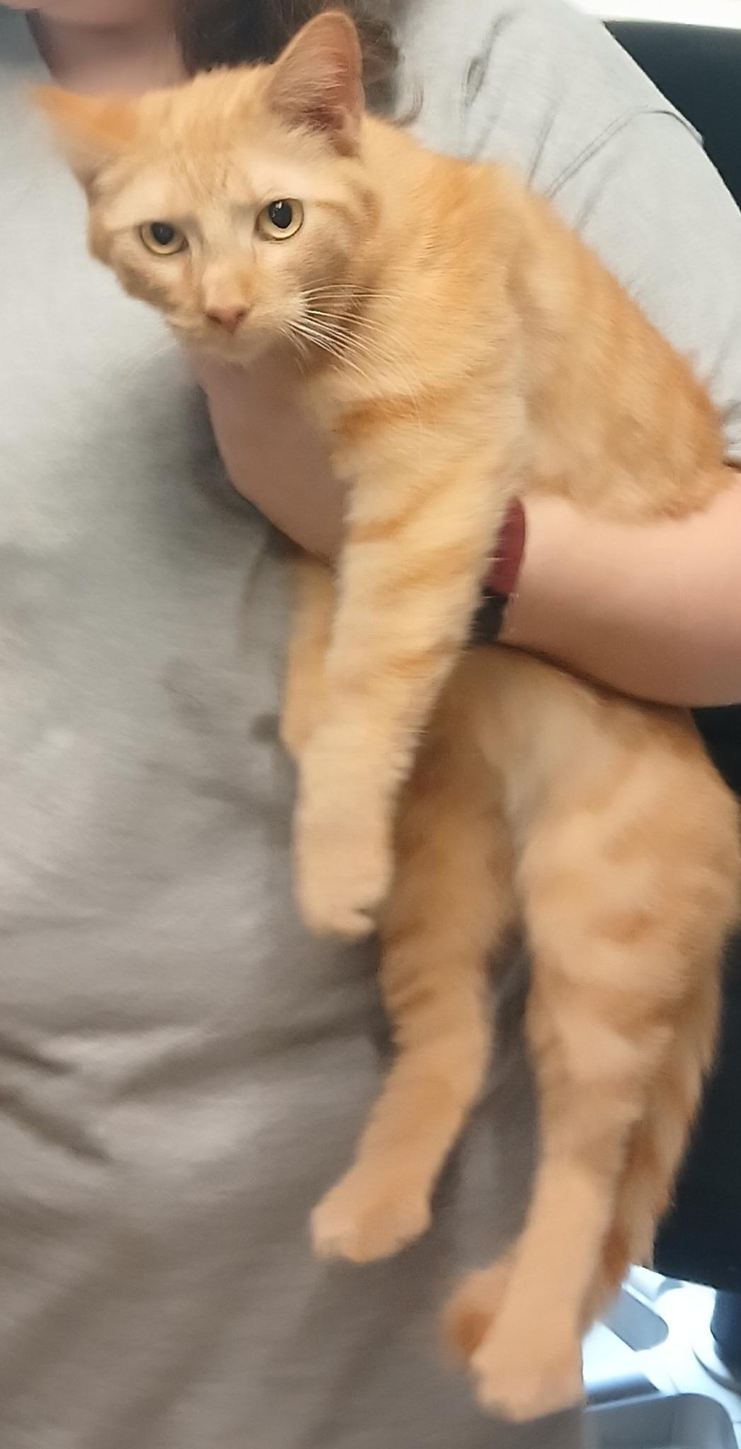 Cheeto