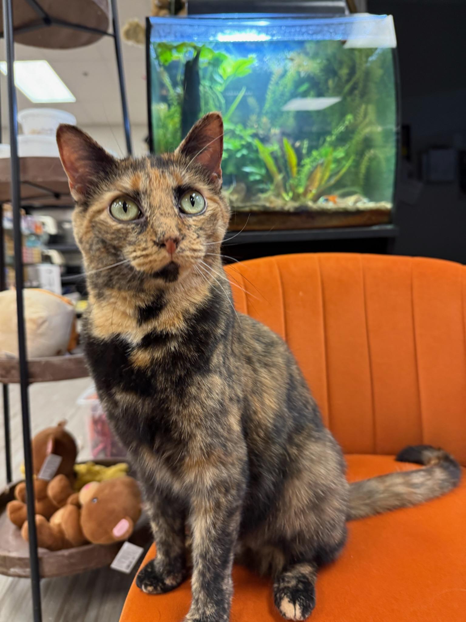 Enlarge Bianca, a Adoptable Domestic Short Hair in South Elgin, IL image 1/5