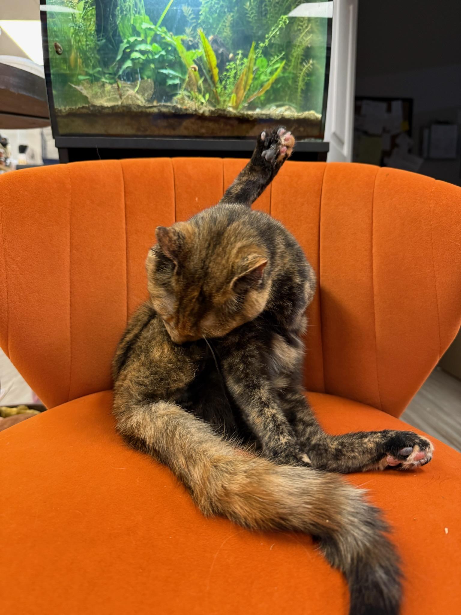 Enlarge Bianca, a Adoptable Domestic Short Hair in South Elgin, IL image 2/5