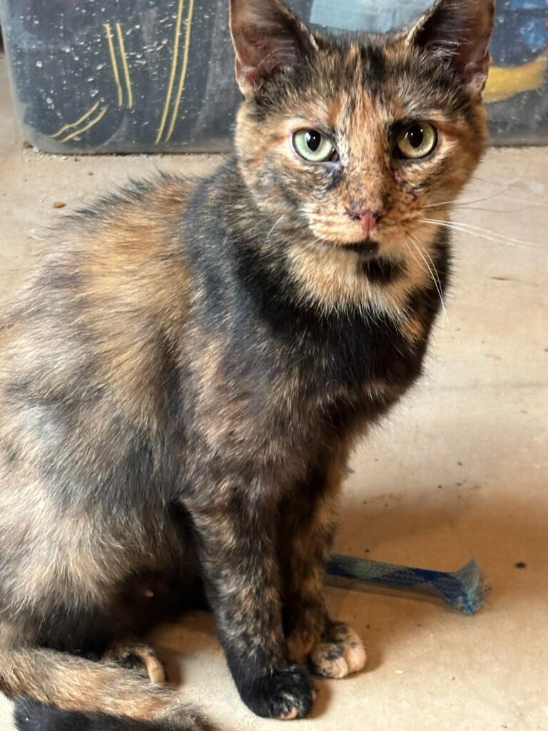 Enlarge Bianca, a Adoptable Domestic Short Hair in South Elgin, IL image 1/6