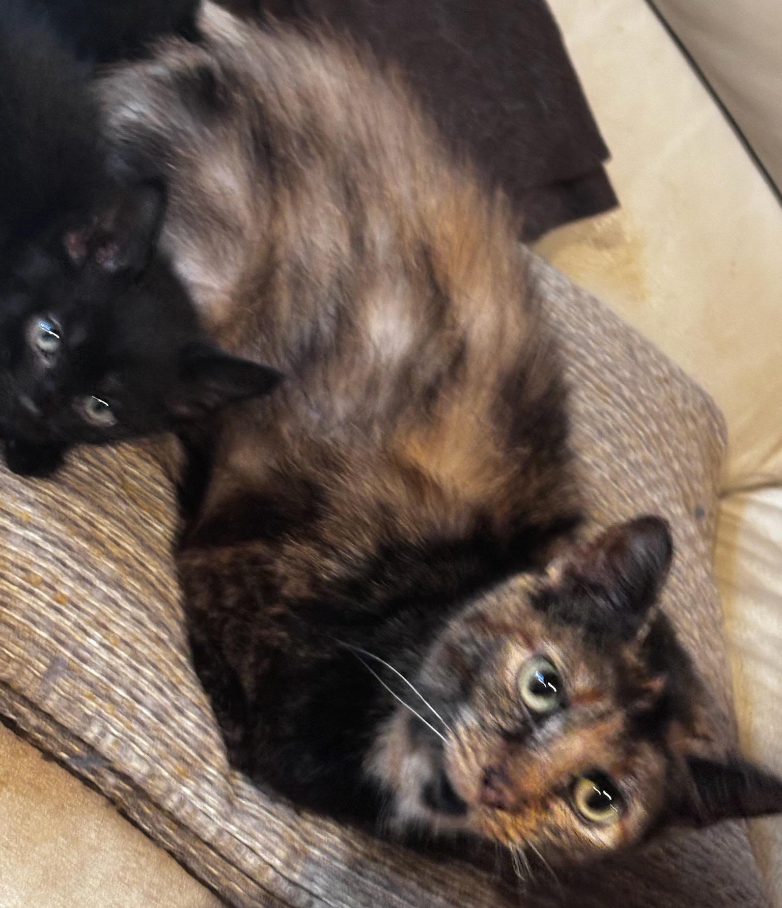 Enlarge Bianca, a Adoptable Domestic Short Hair in South Elgin, IL image 5/6