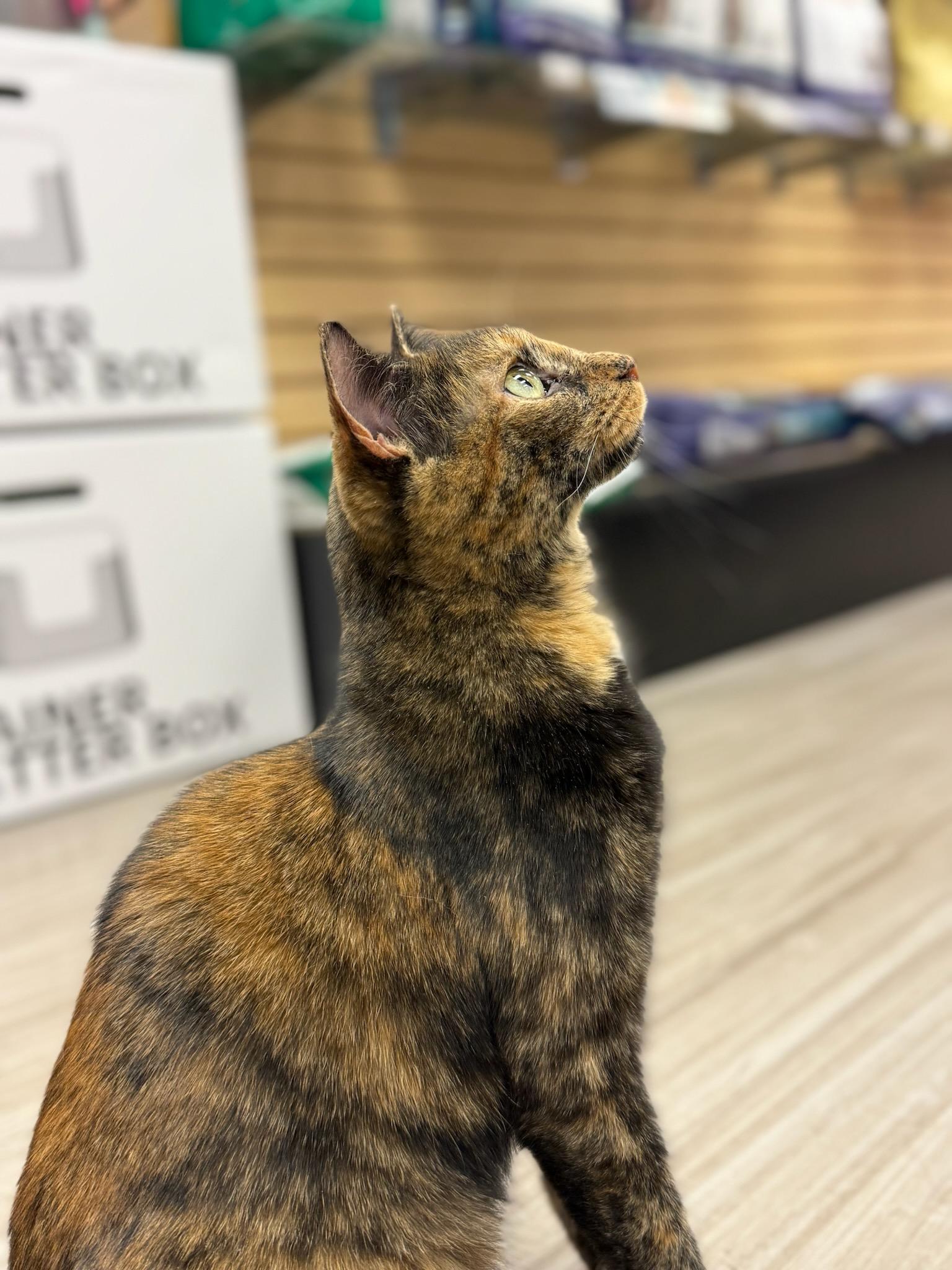 Enlarge Bianca, a Adoptable Domestic Short Hair in South Elgin, IL image 4/5