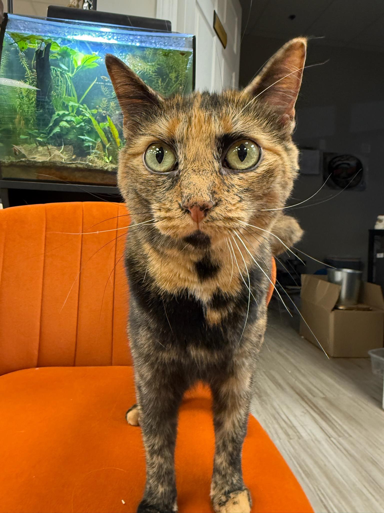 Enlarge Bianca, a Adoptable Domestic Short Hair in South Elgin, IL image 5/5