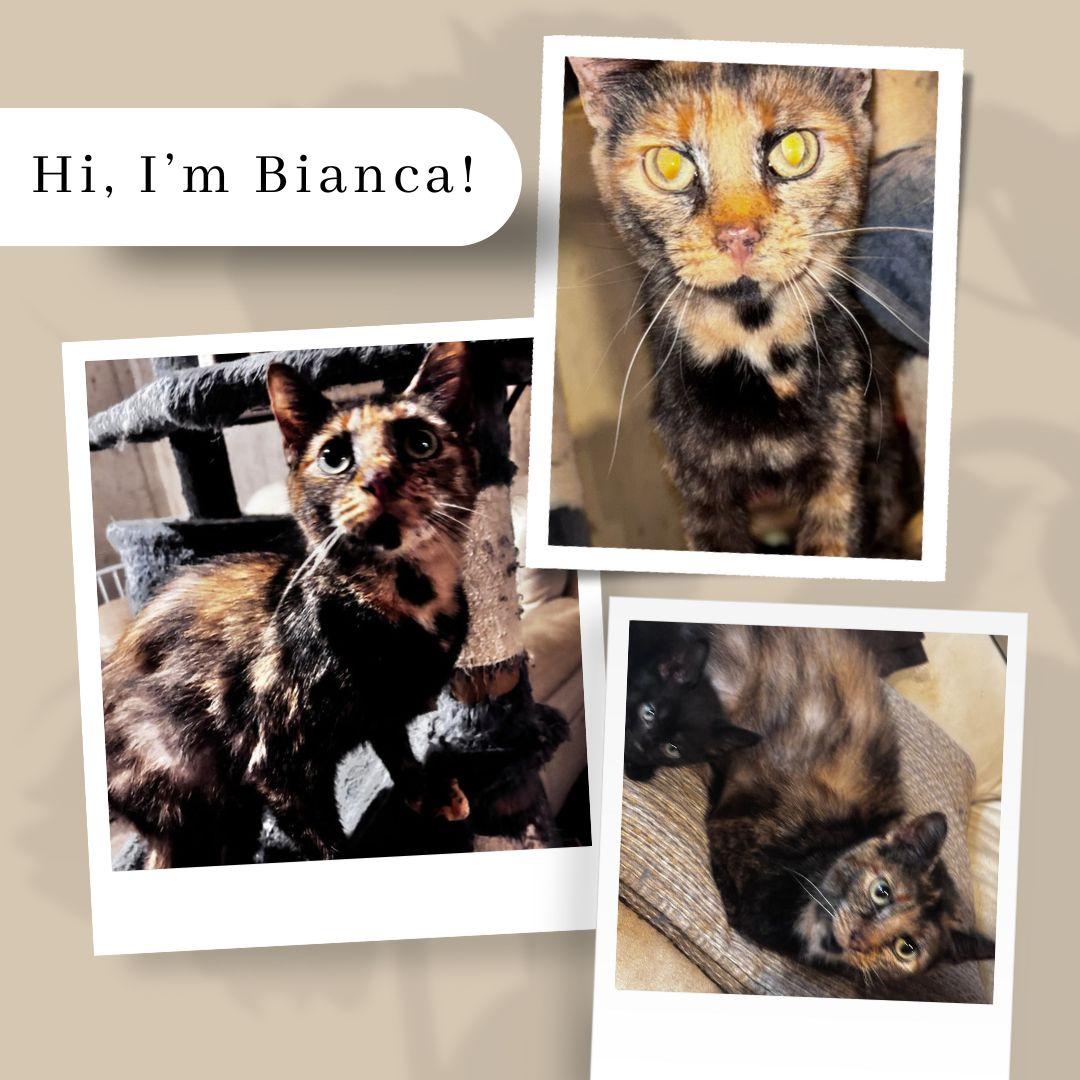 Enlarge Bianca, a Adoptable Domestic Short Hair in South Elgin, IL image 2/6