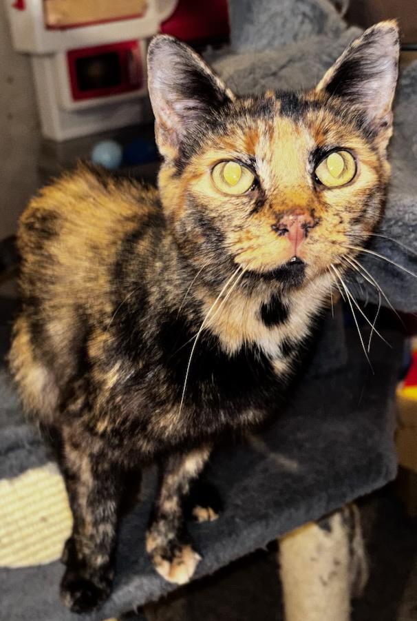 Enlarge Bianca, a Adoptable Domestic Short Hair in South Elgin, IL image 6/6