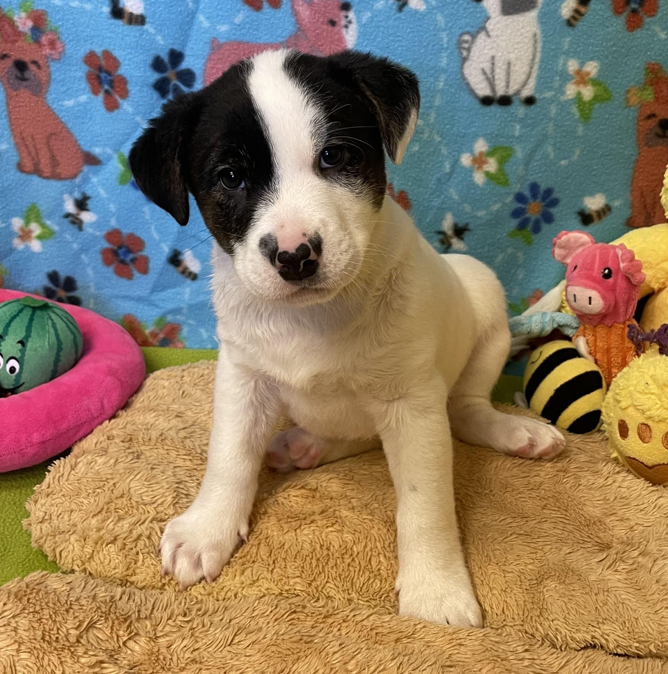 Enlarge Bagel, a ADOPTABLE mixed breed in ALPINE, TX image 2/6
