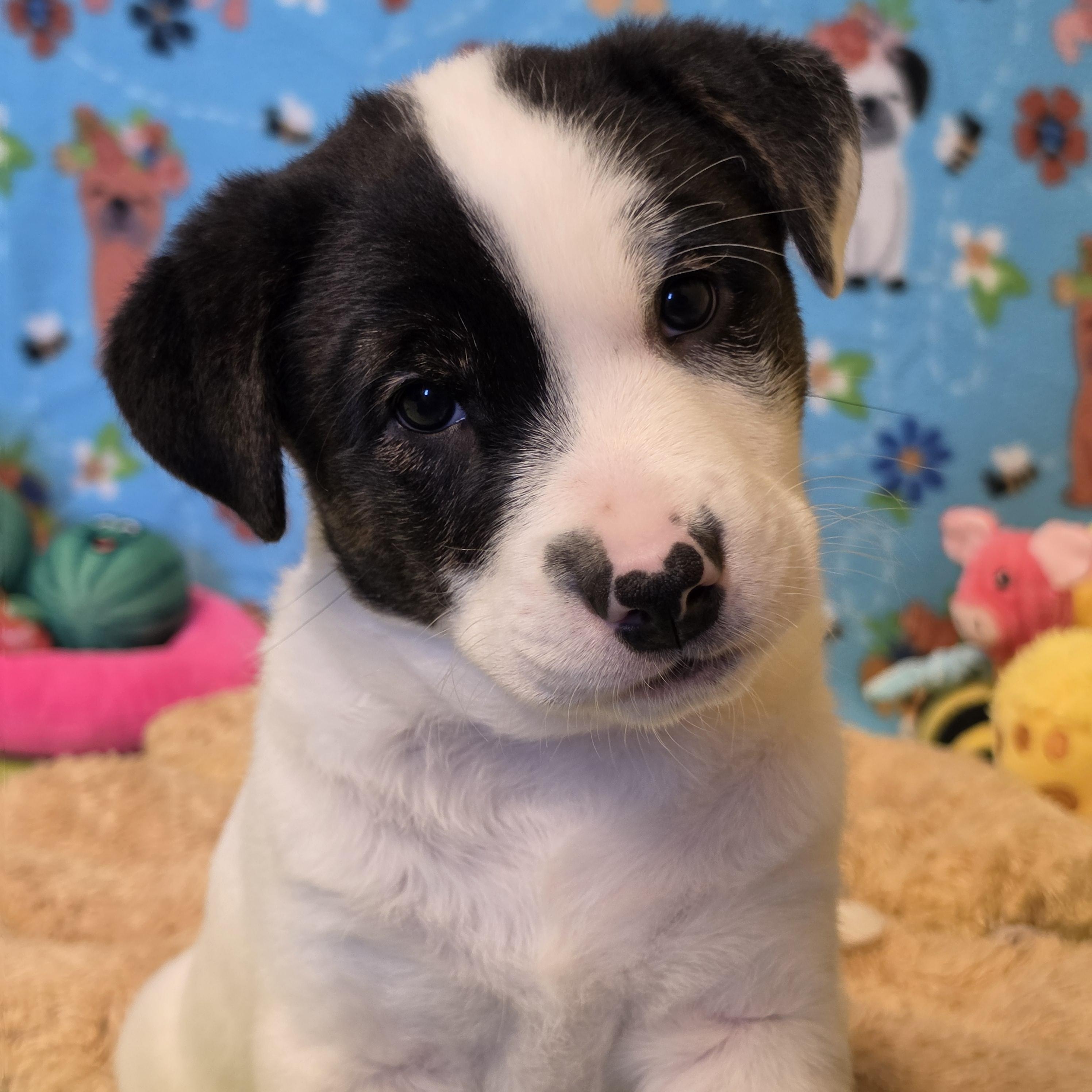Bagel, ADOPTABLE, Young Male Mixed Breed.