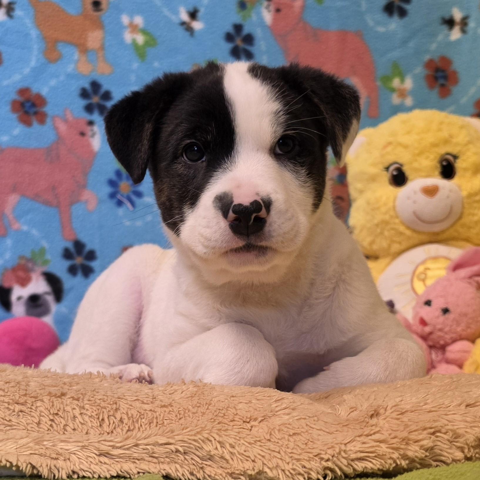 Enlarge Bagel, a ADOPTABLE mixed breed in ALPINE, TX image 4/6