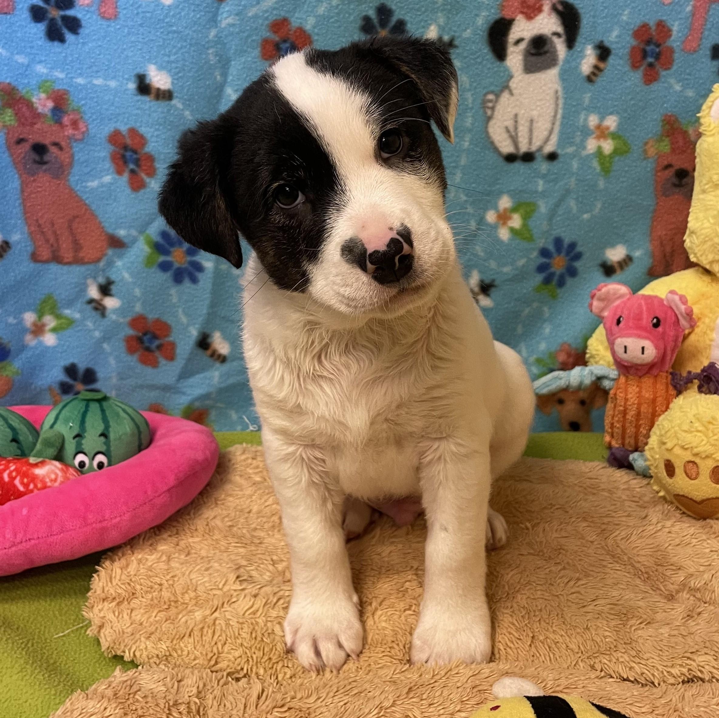 Enlarge Bagel, a ADOPTABLE mixed breed in ALPINE, TX image 3/6