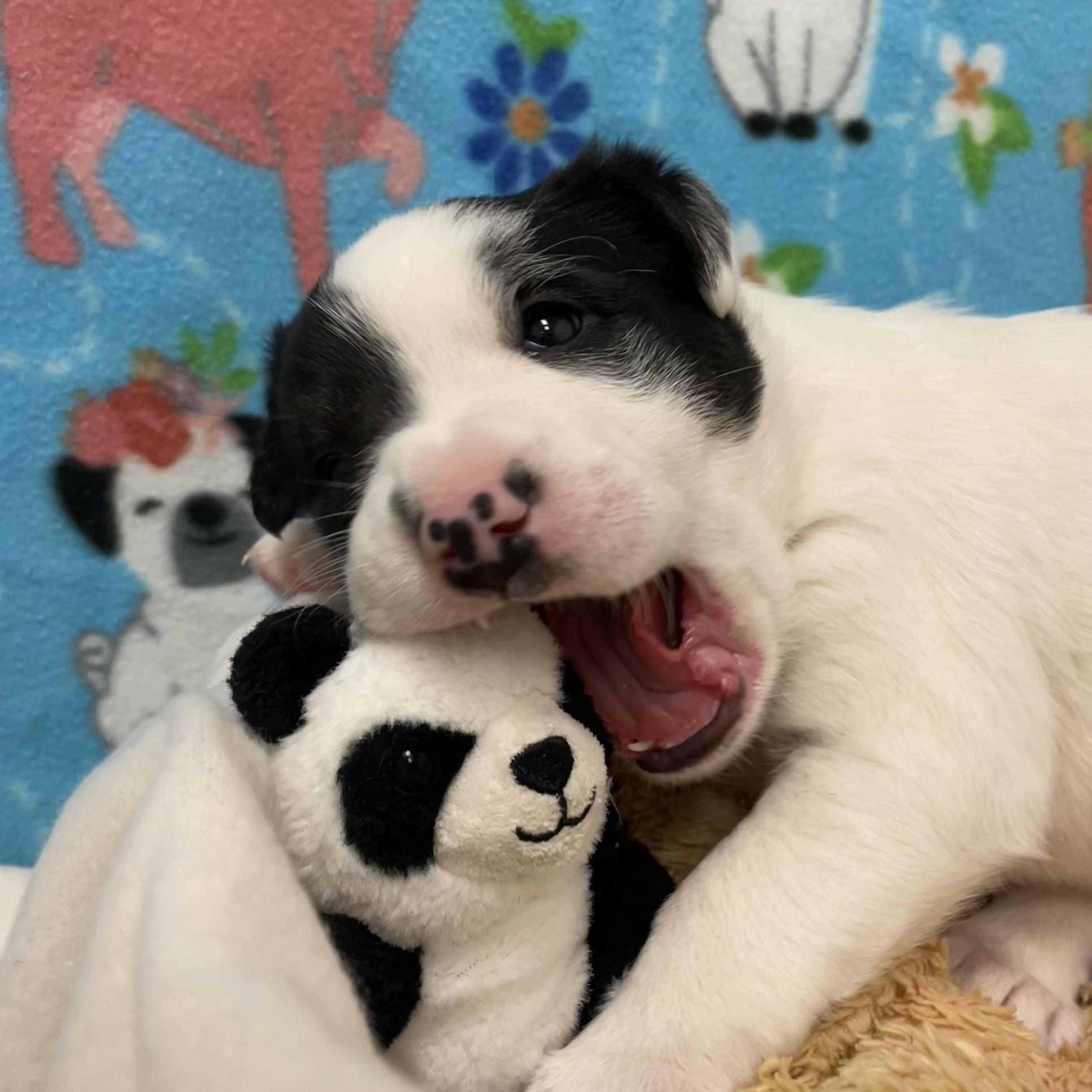 Enlarge Bagel, a ADOPTABLE mixed breed in ALPINE, TX image 5/6