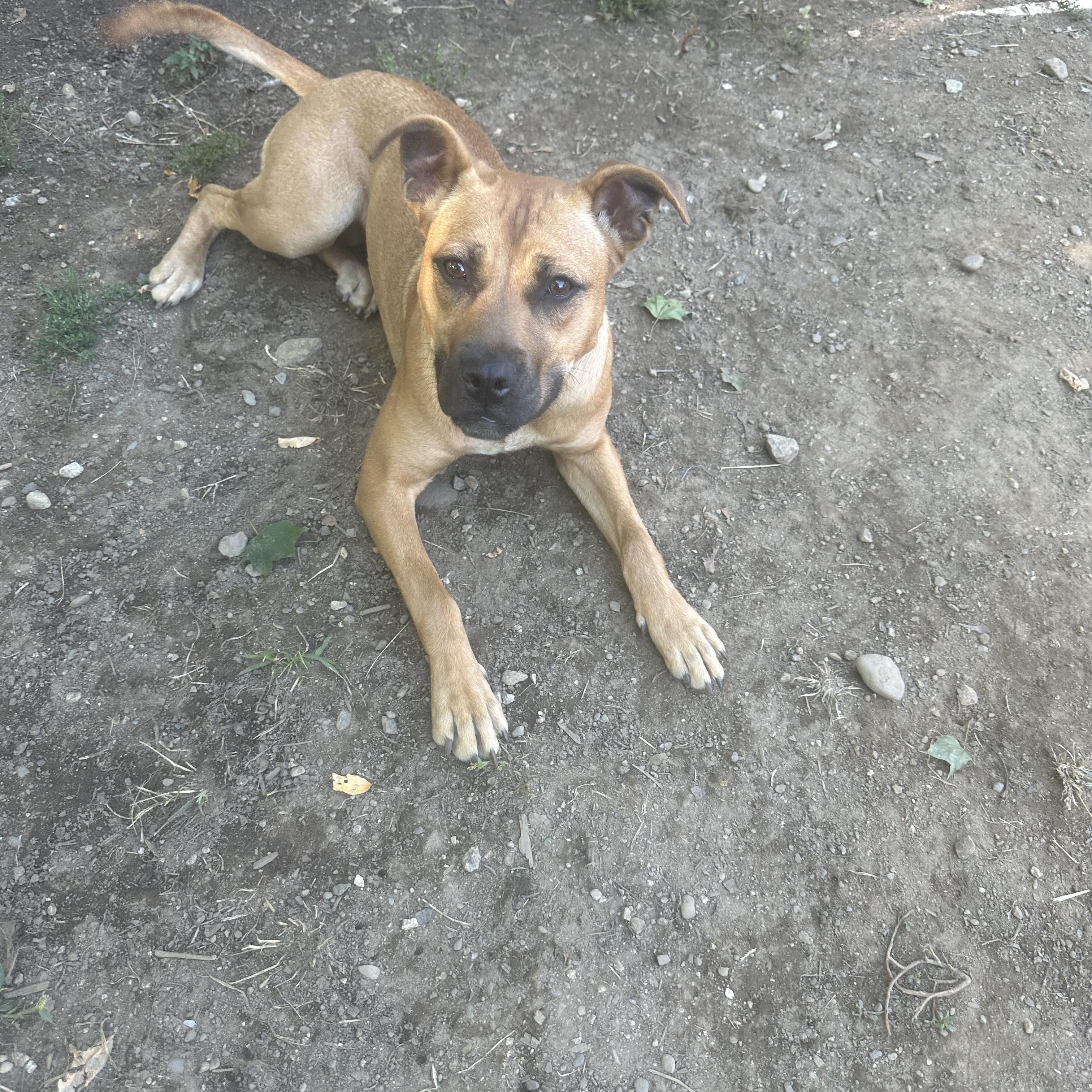 Kinsley, Adopted, Puppy Female Boxer & Mixed Breed.