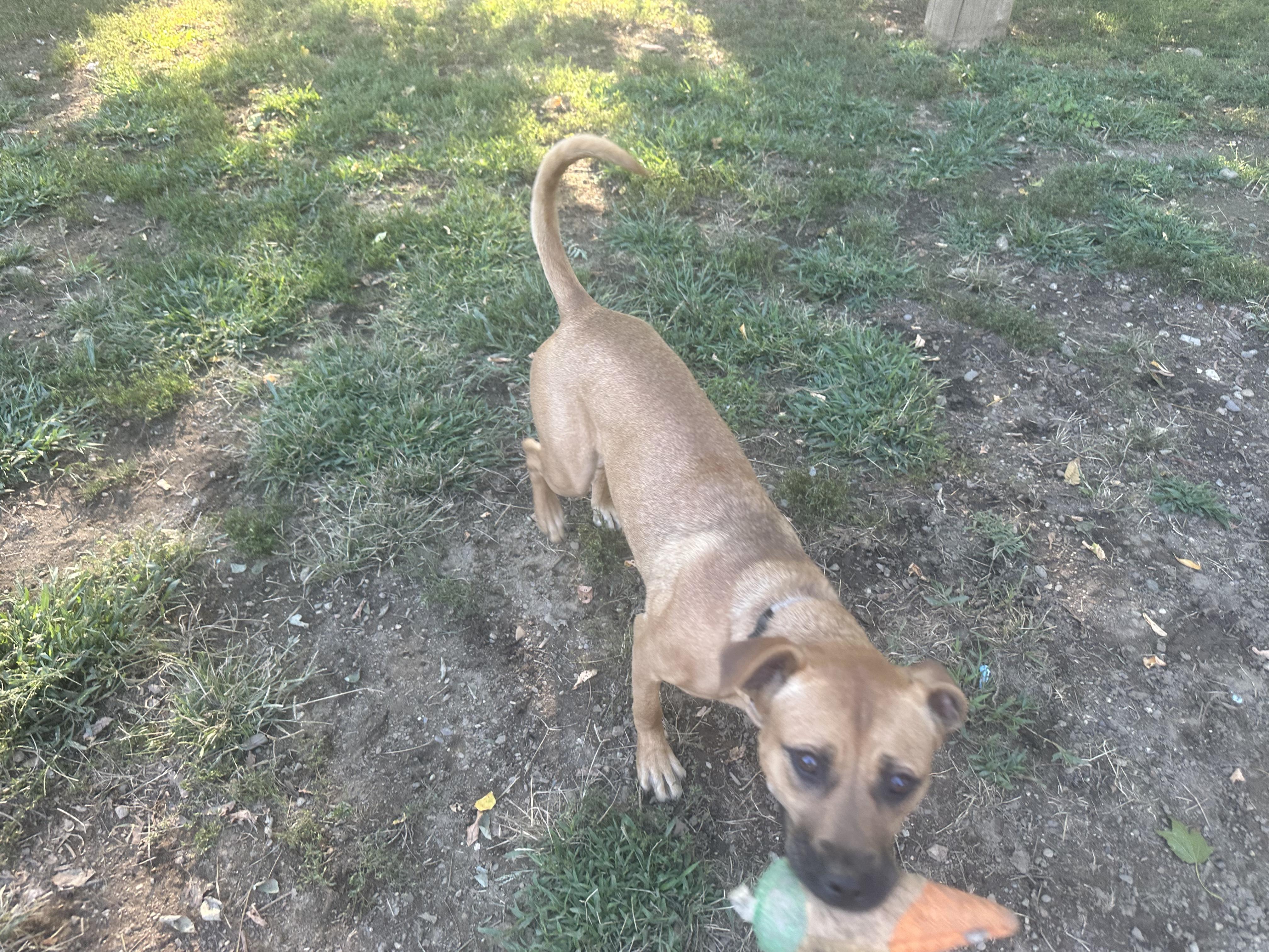 Enlarge Kinsley, a Adopted mixed breed in Haskell, NJ image 2/4