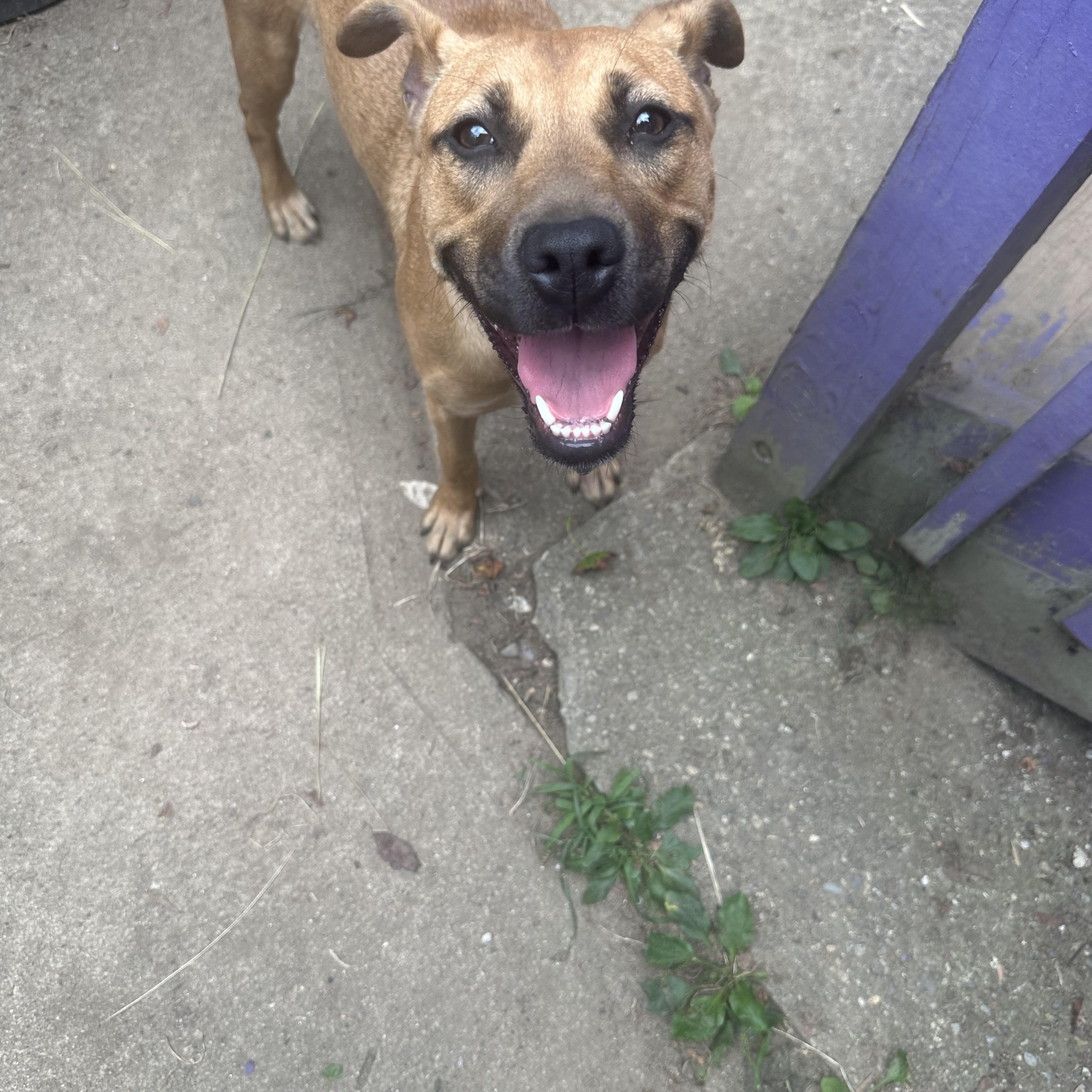 Enlarge Kinsley, a Adopted mixed breed in Haskell, NJ image 3/4