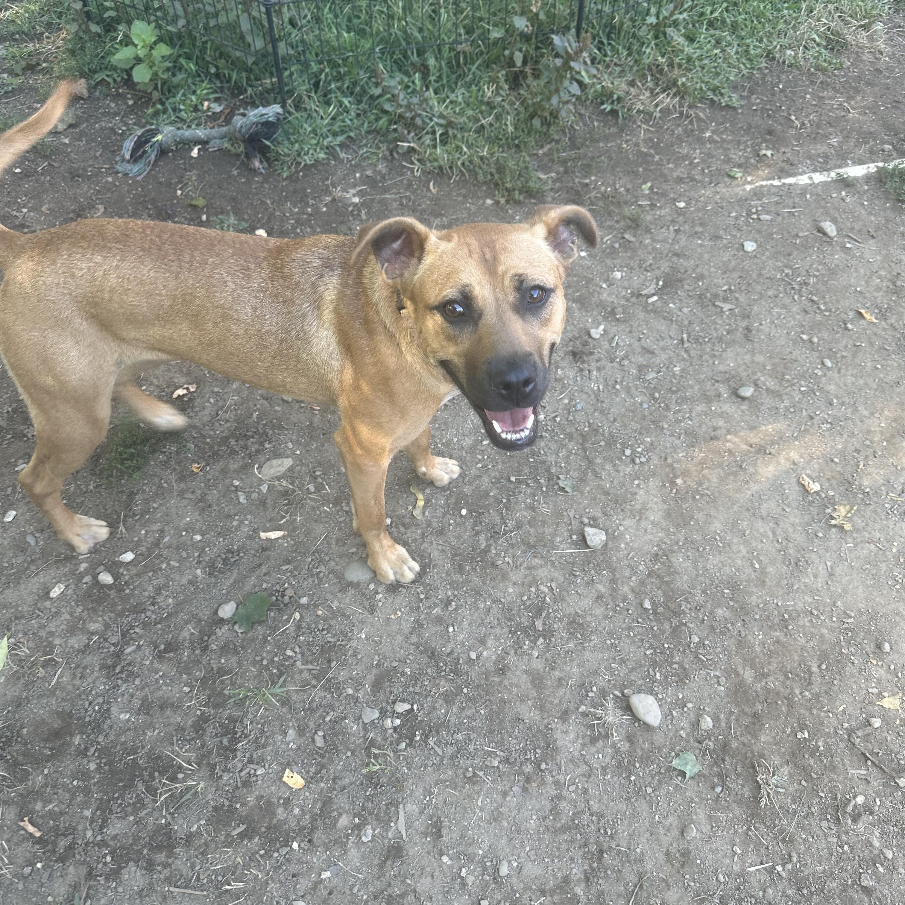 Enlarge Kinsley, a Adopted mixed breed in Haskell, NJ image 4/4