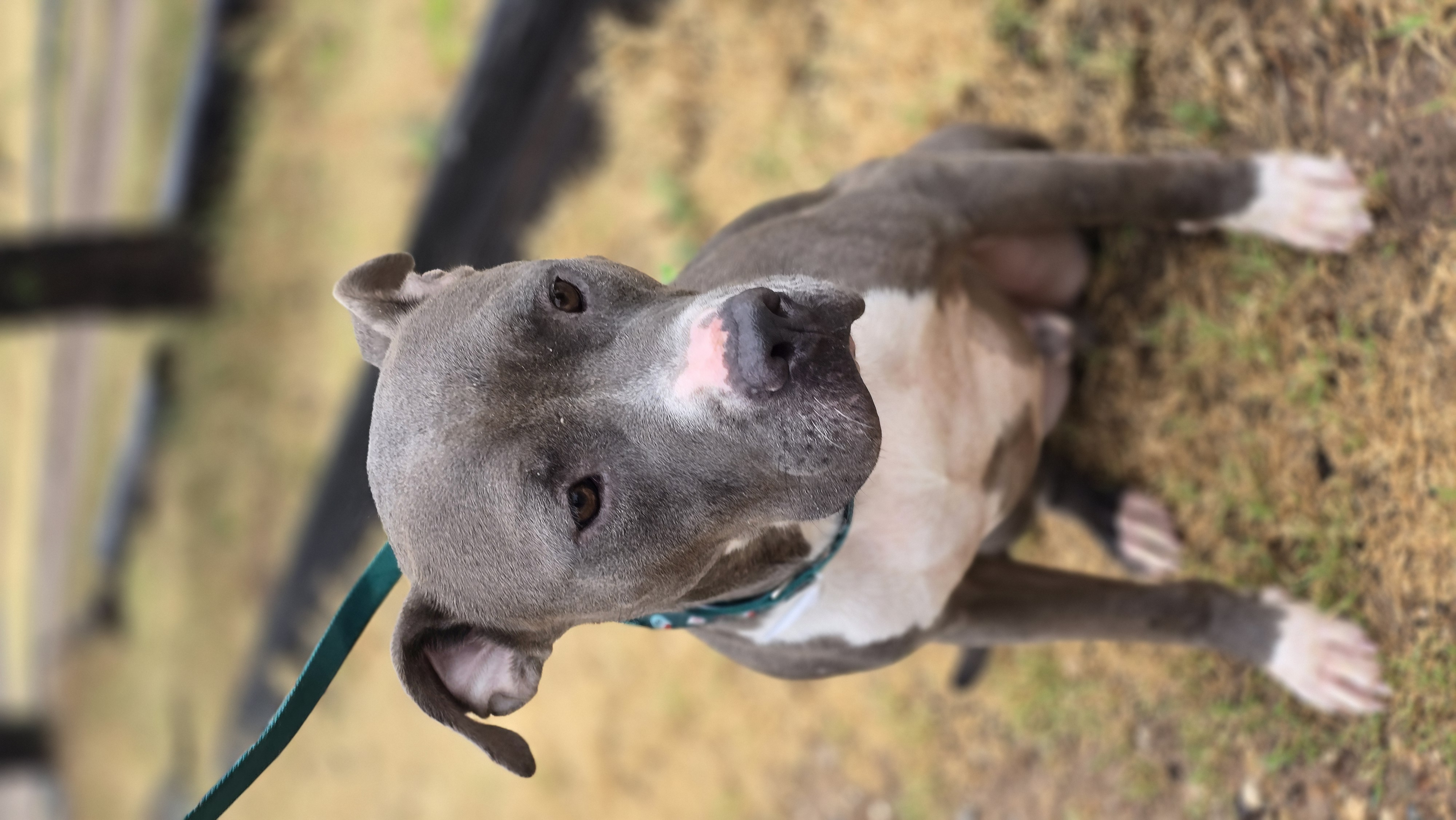 Enlarge Guppy, a Adoptable mixed breed image 3/4