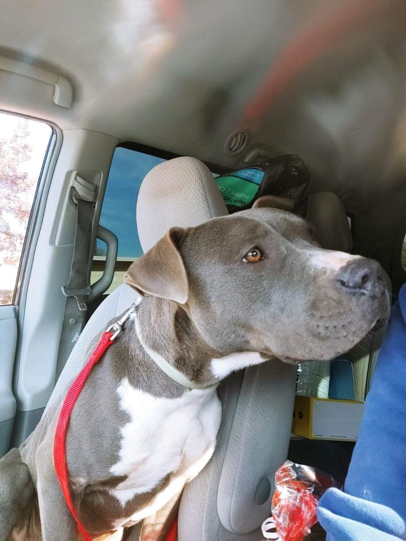 Enlarge Guppy, a Adoptable mixed breed image 4/4