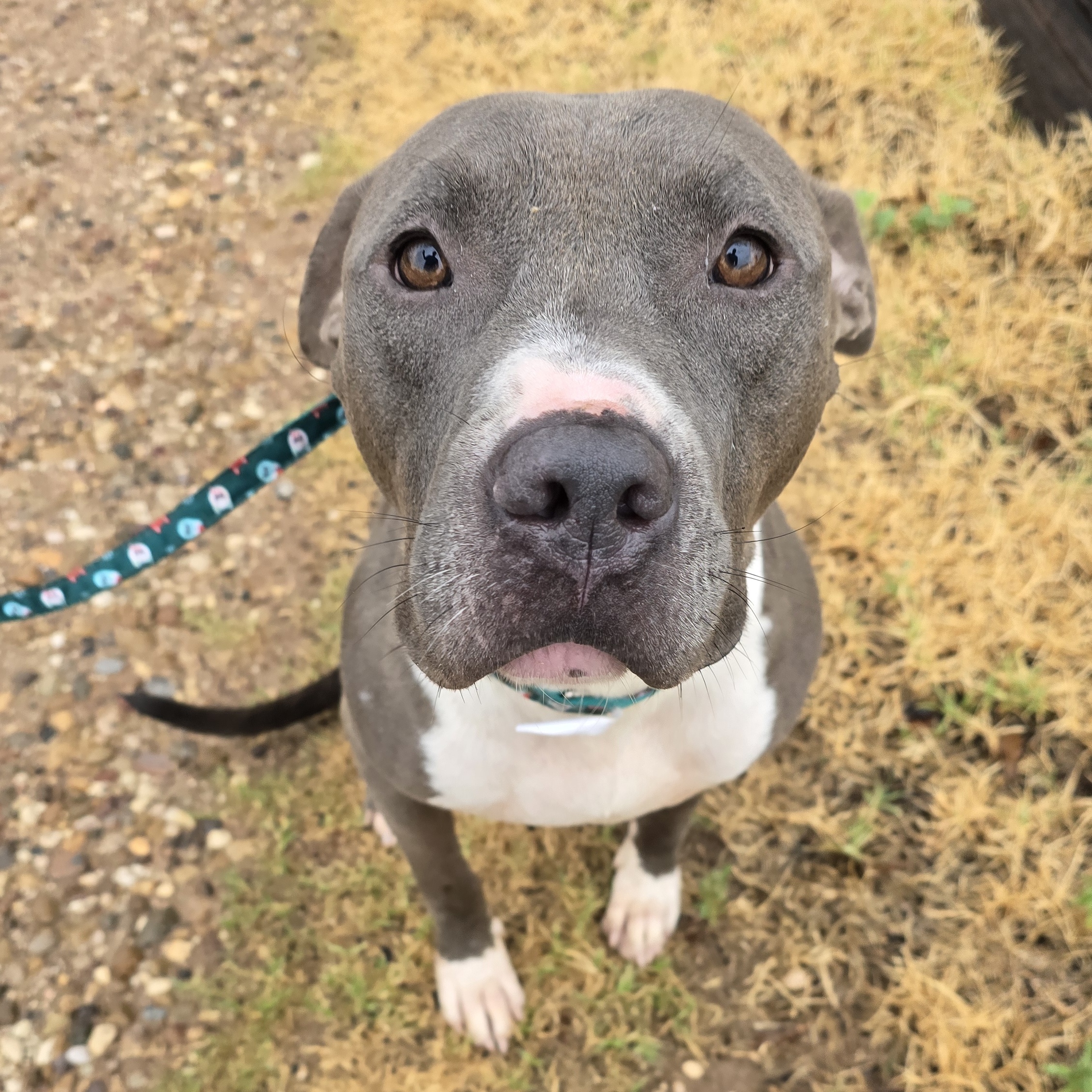 Enlarge Guppy, a Adoptable mixed breed image 2/4