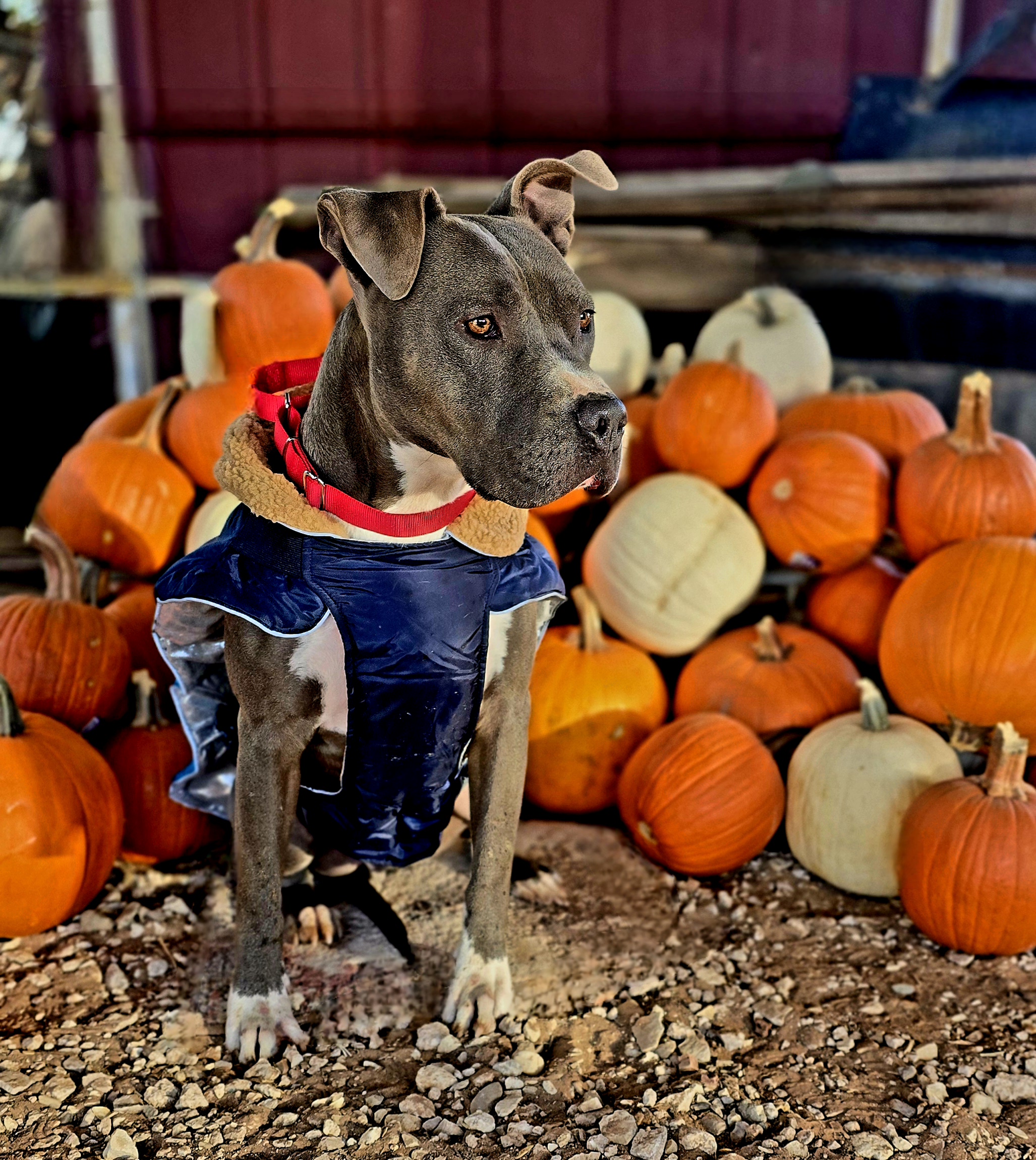 Guppy, Adoptable, Adult Male Pit Bull Terrier.