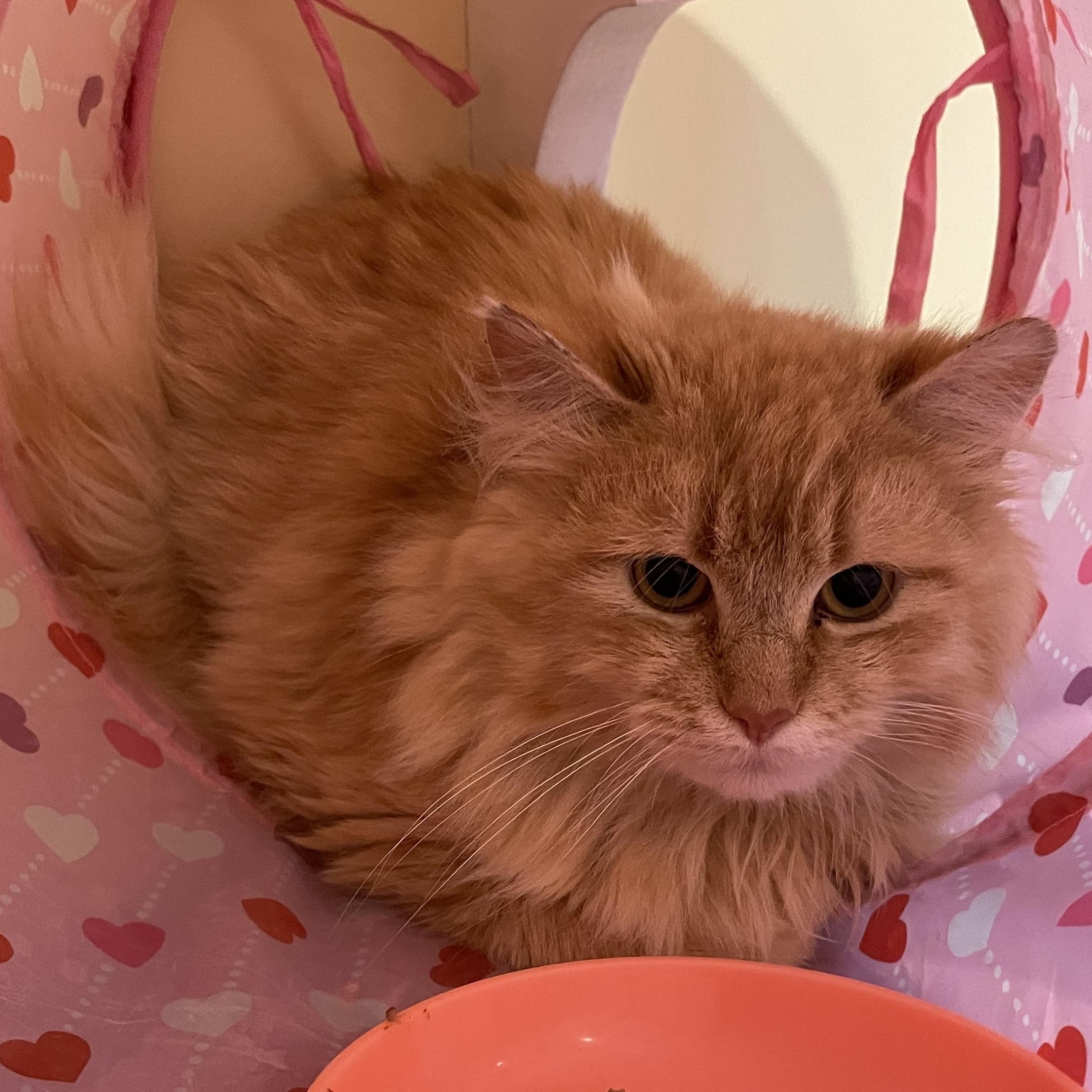 Chandler, an adopted Domestic Long Hair in Wells, ME image 2/2