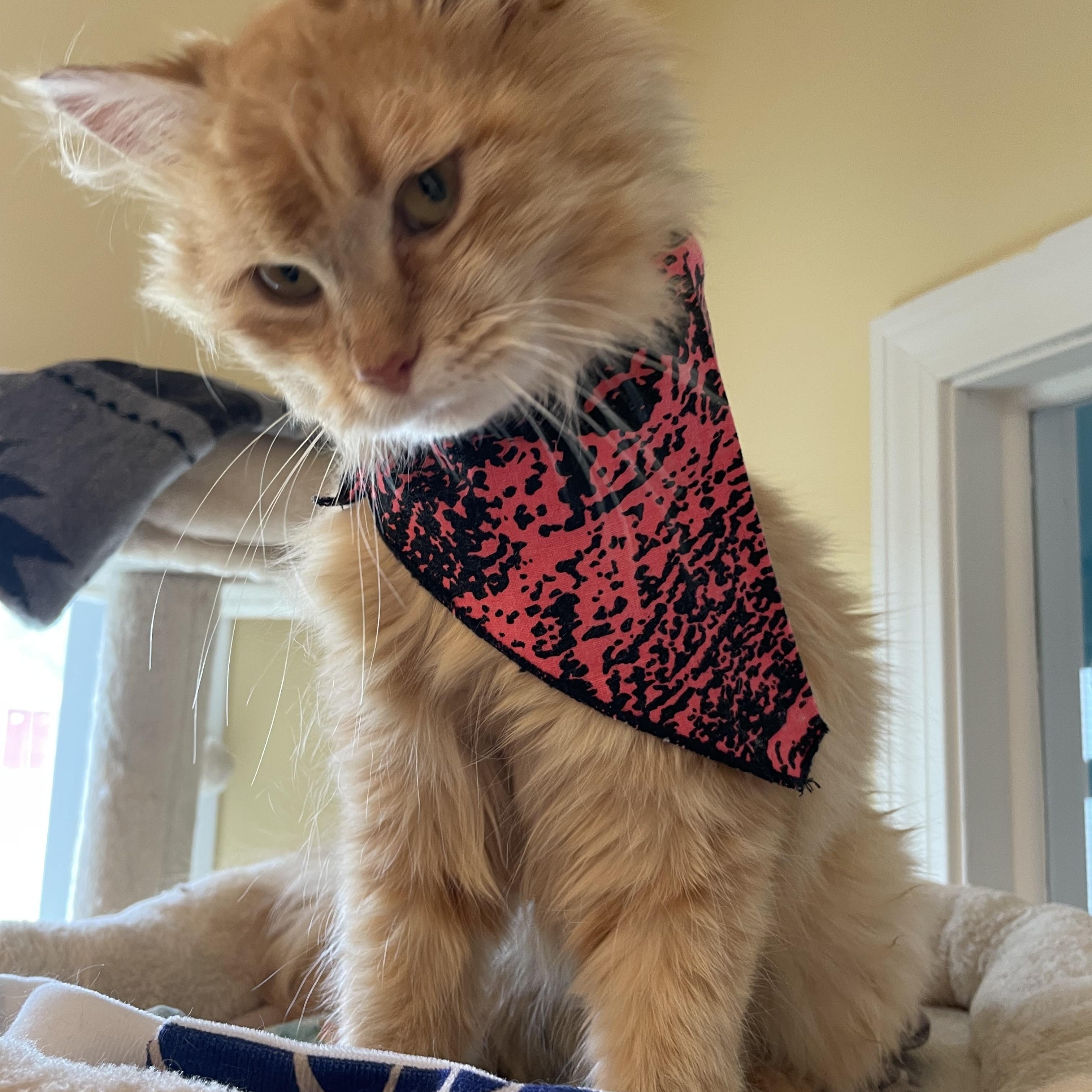 Chandler, adopted, Adult Male Domestic Long Hair.