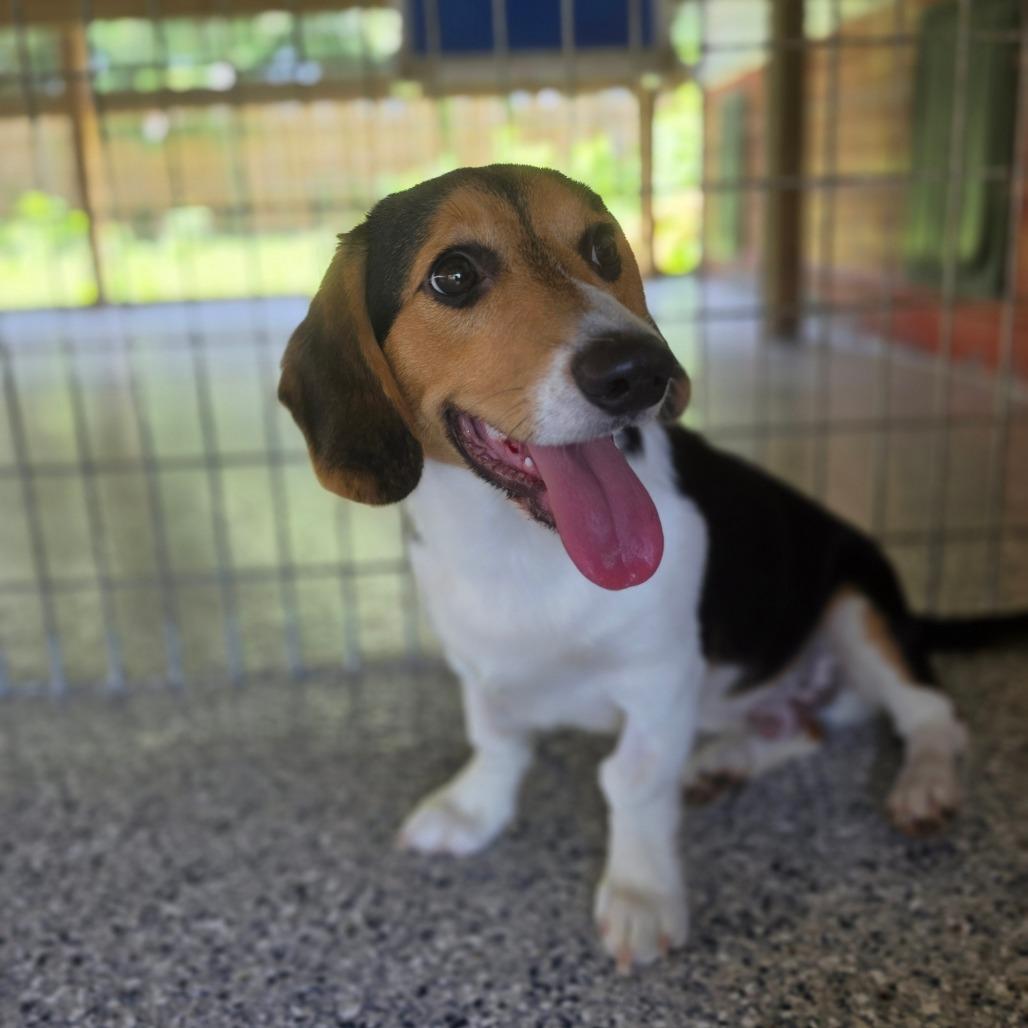Sharky, Adoptable, Puppy Male Beagle & Corgi.