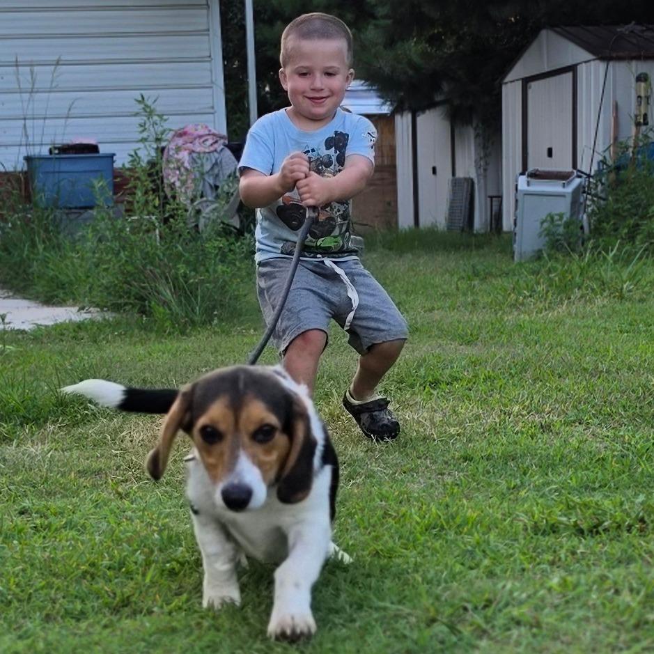 Enlarge Sharky, a Adoptable mixed breed in Chesapeake, VA image 2/5