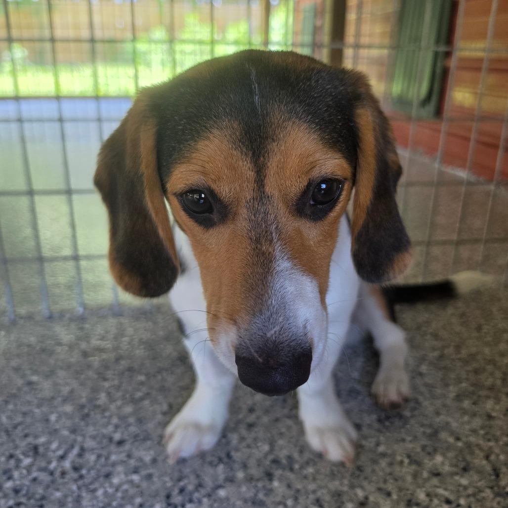 Enlarge Sharky, a Adoptable mixed breed in Chesapeake, VA image 5/5