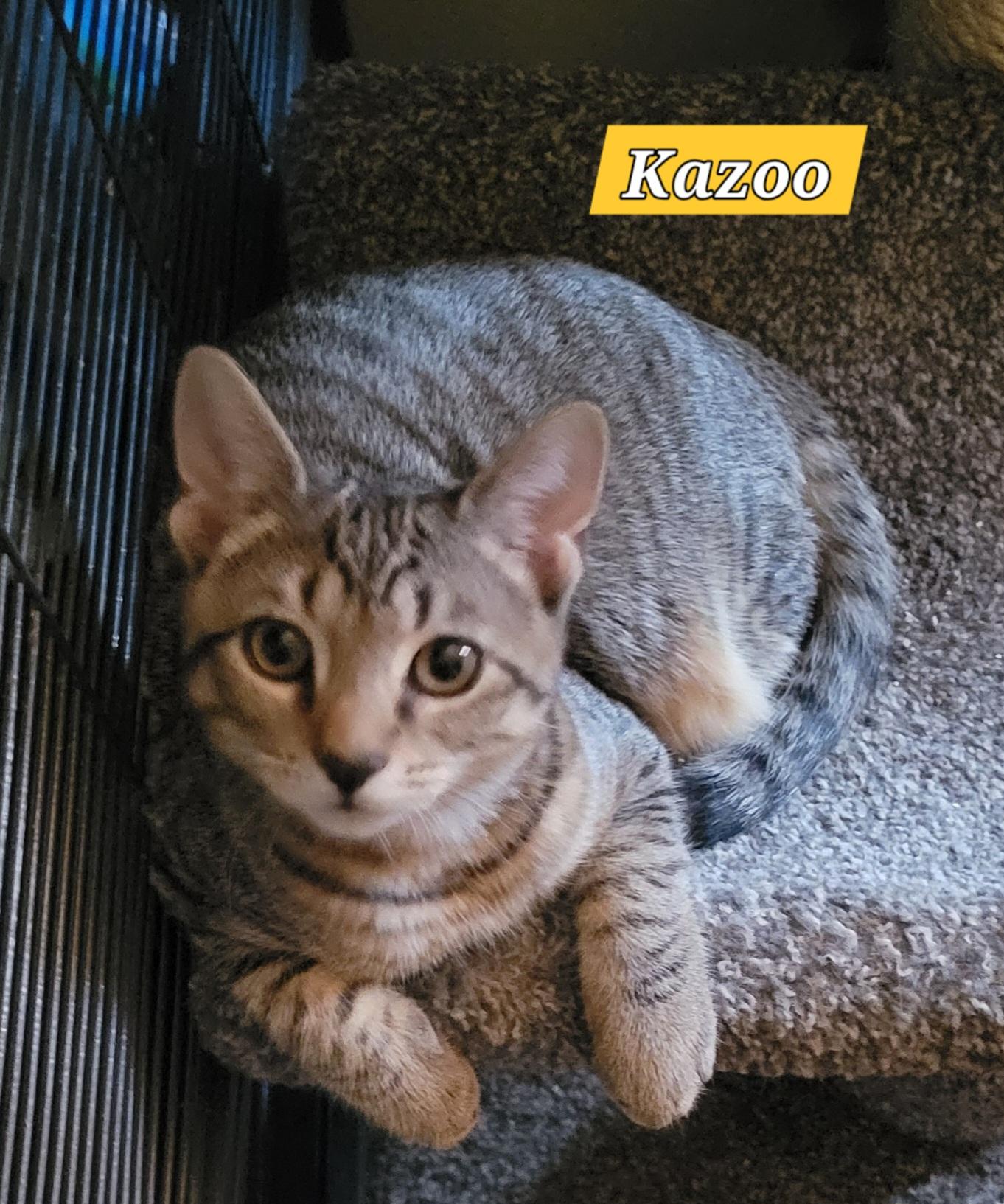 Piccolo, ADOPTABLE, Kitten Male Domestic Short Hair.