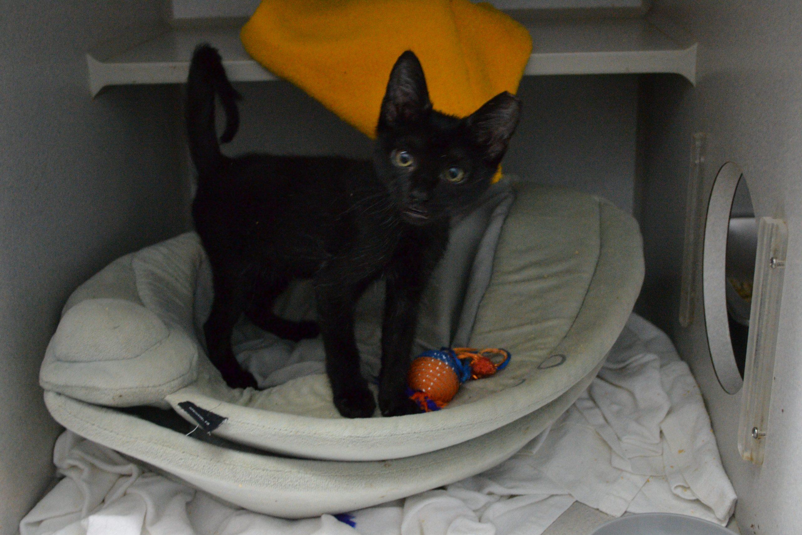 Tink, Adoptable, Kitten Female Domestic Medium Hair.