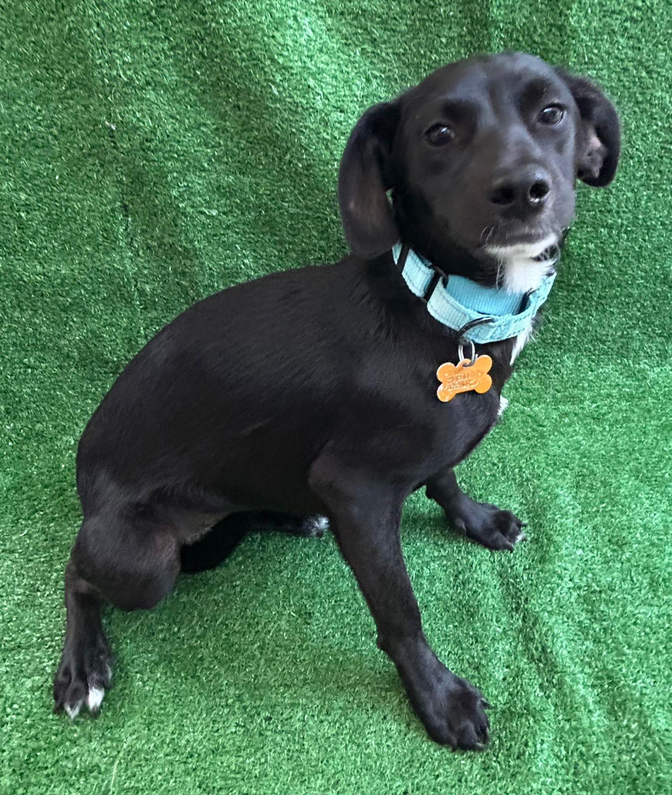 Annie, Adoptable, Young Female Mixed Breed.