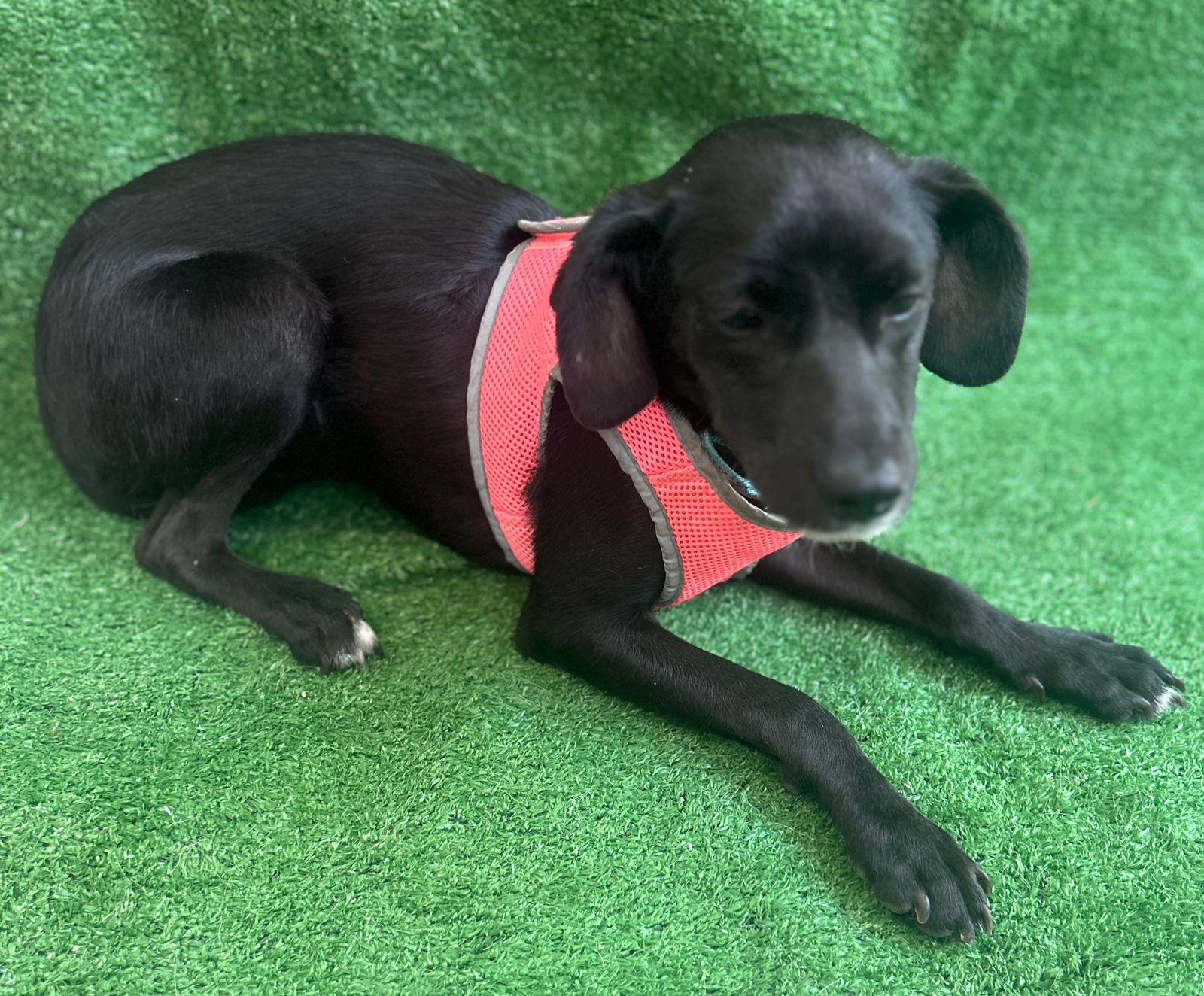 Enlarge Annie, a Adoptable mixed breed in San Ysidro, CA image 4/6