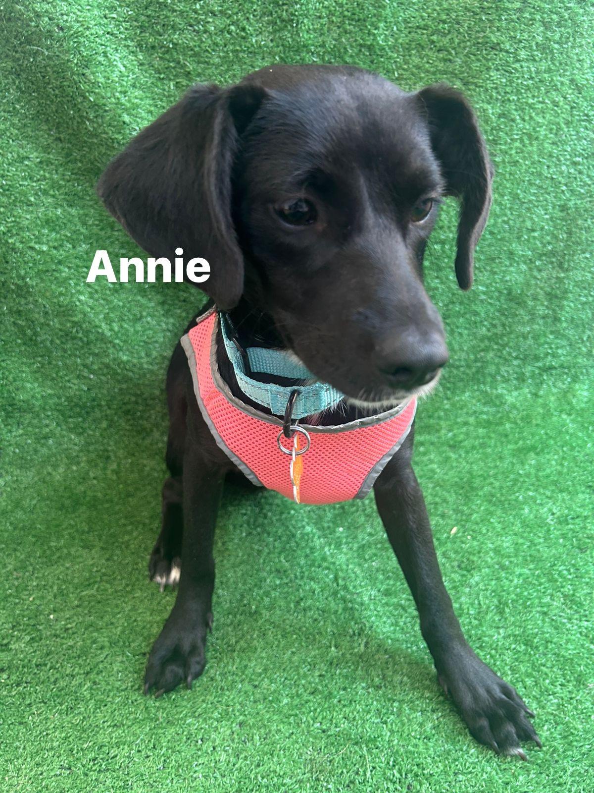 Enlarge Annie, a Adoptable mixed breed in San Ysidro, CA image 6/6