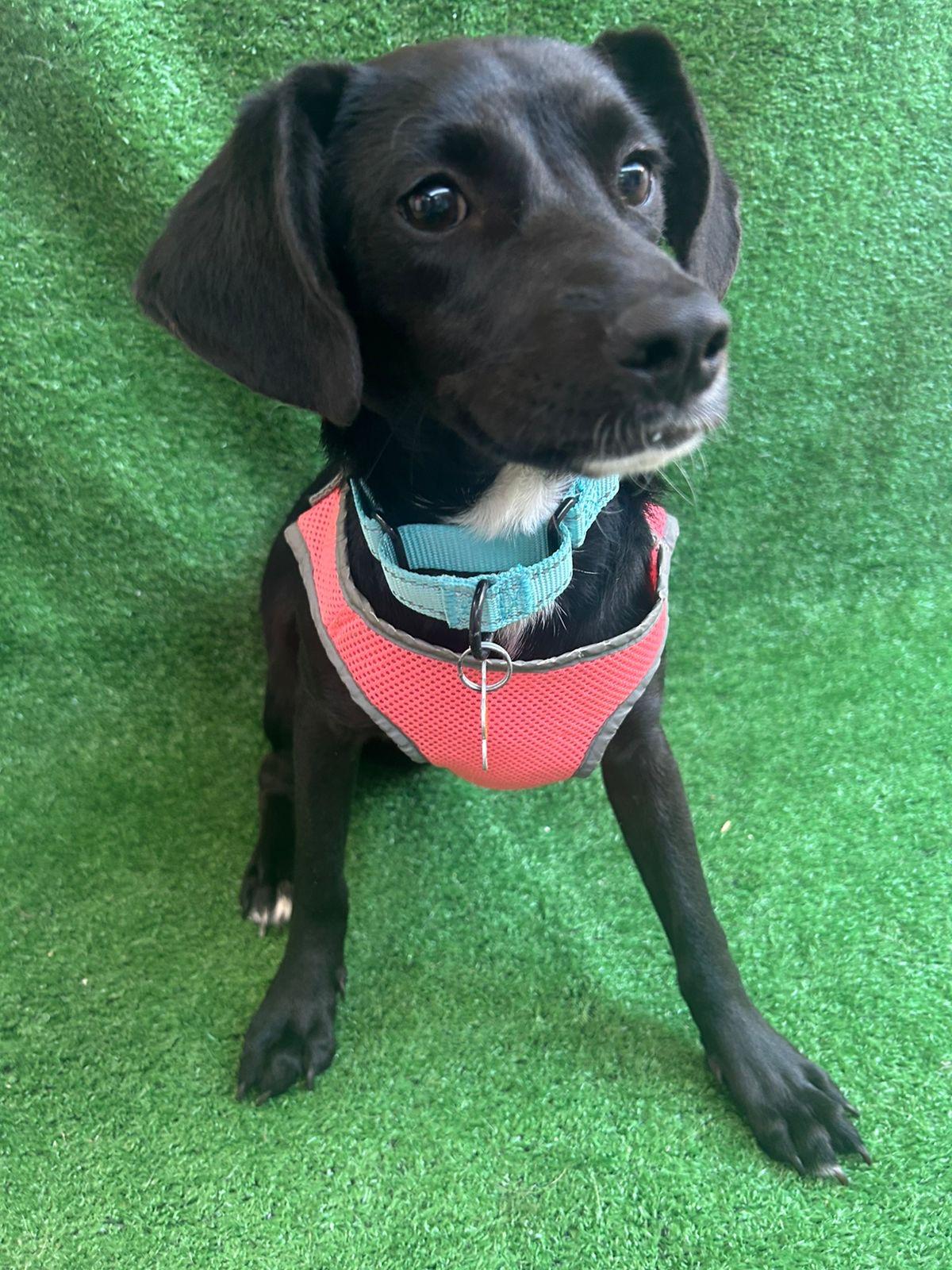 Enlarge Annie, a Adoptable mixed breed in San Ysidro, CA image 5/6